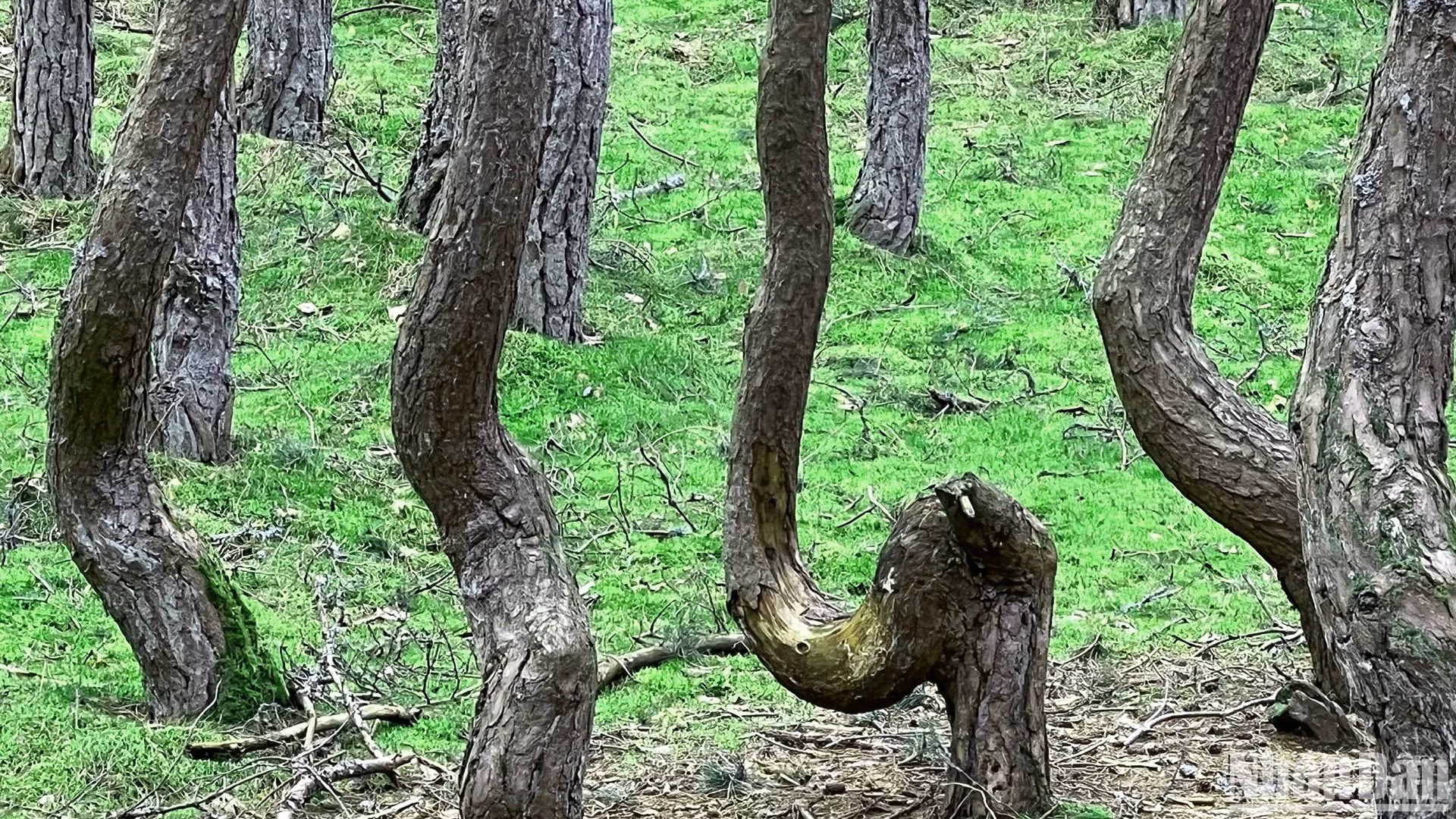 Nhiều gốc cây bị trầy vỏ do du khách giẫm lên.