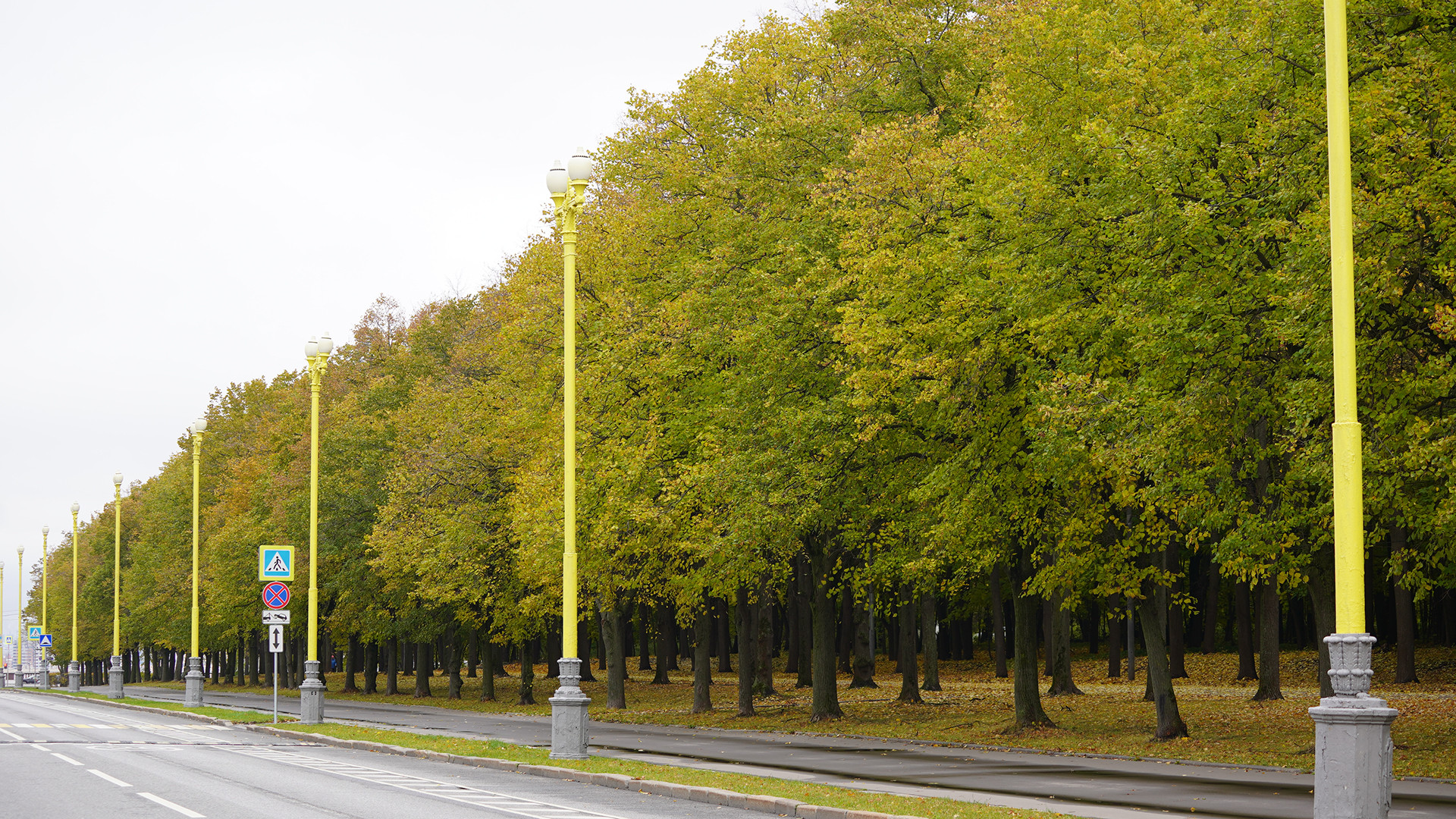 Hàng cây đang ngả màu vàng dọc đường dẫn vào Đại học Tổng hợp Quốc gia Moskva mang tên Lomonosov.