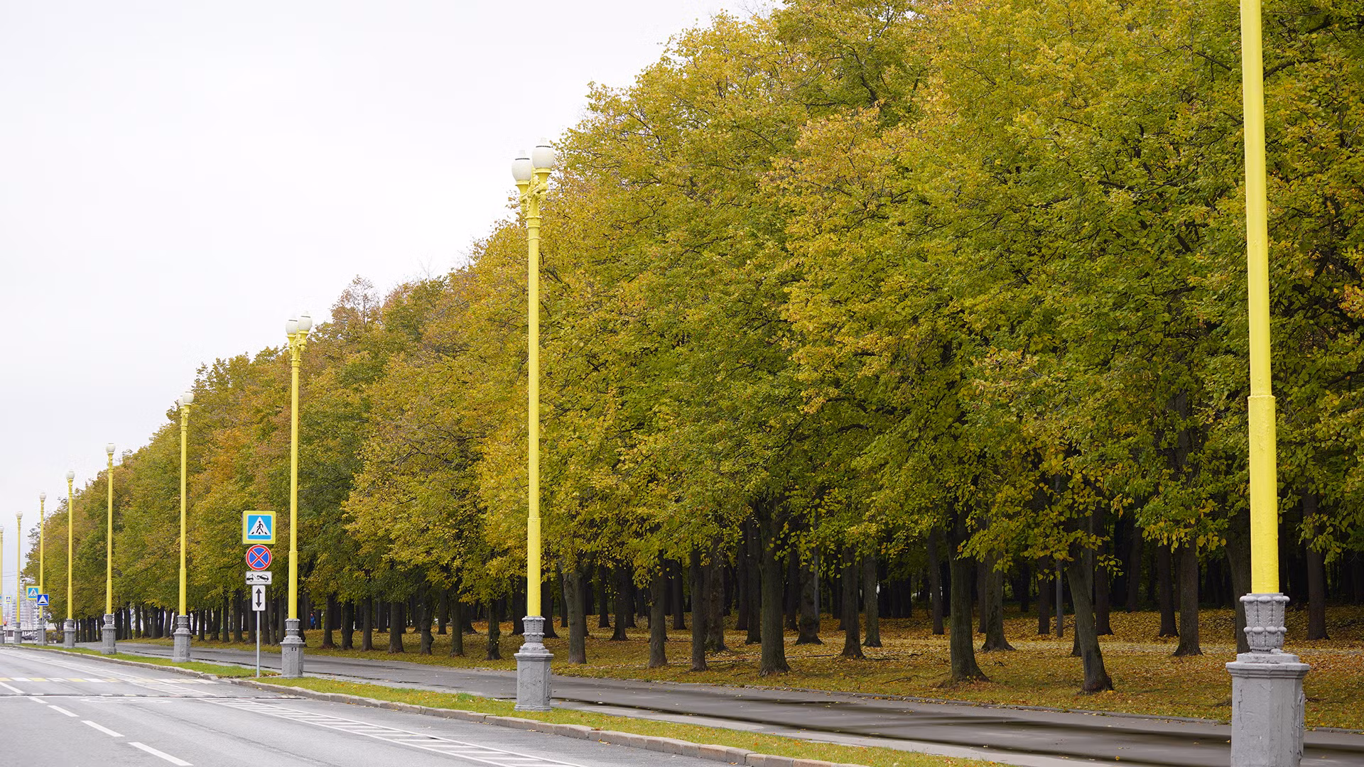 Hàng cây đang ngả màu vàng dọc đường dẫn vào Đại học Tổng hợp Quốc gia Moskva mang tên Lomonosov.