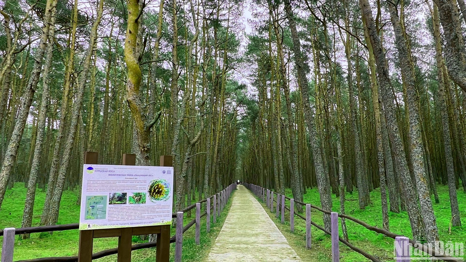 Lối vào khu rừng bí ẩn.