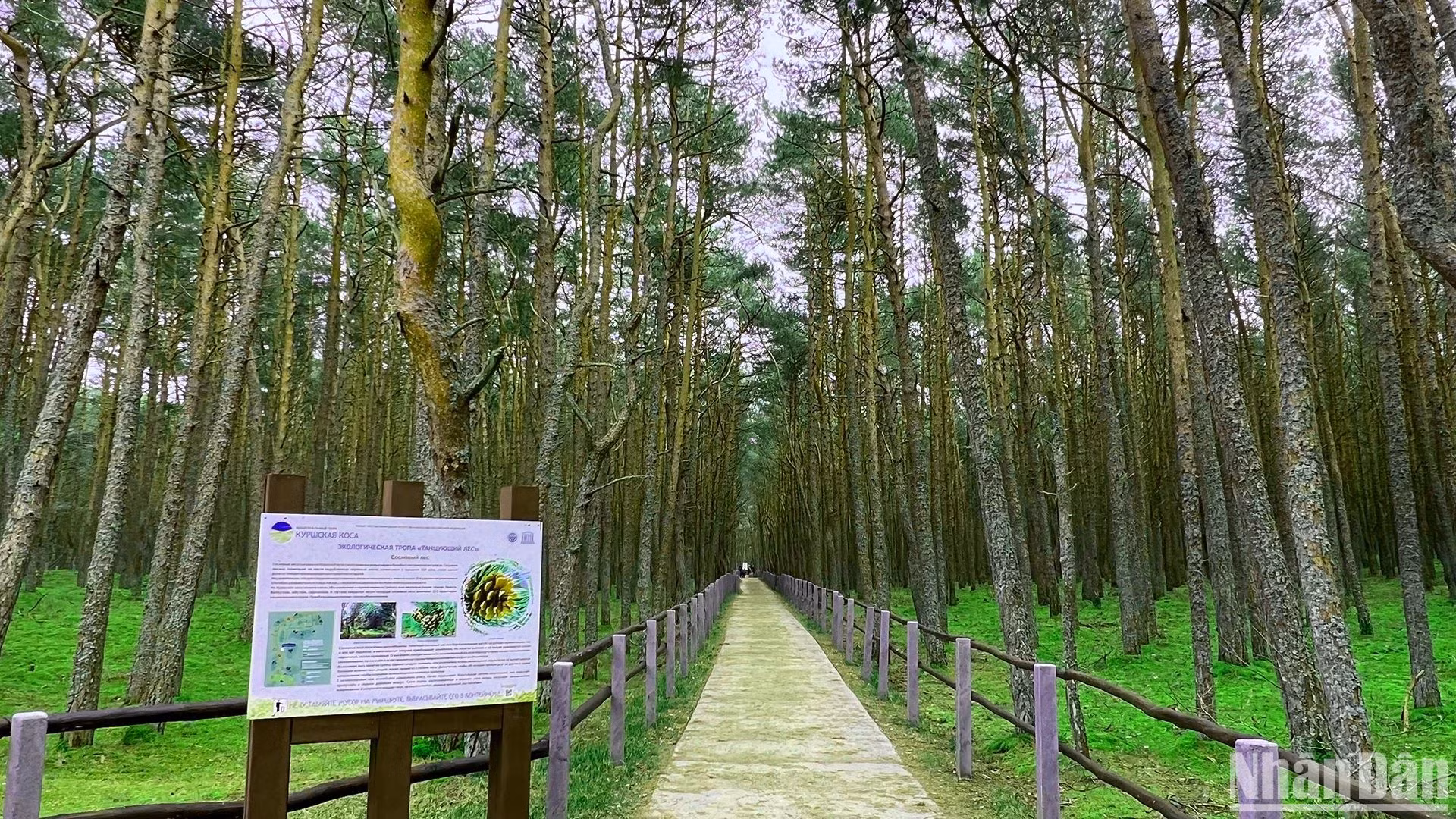 Lối vào khu rừng bí ẩn.