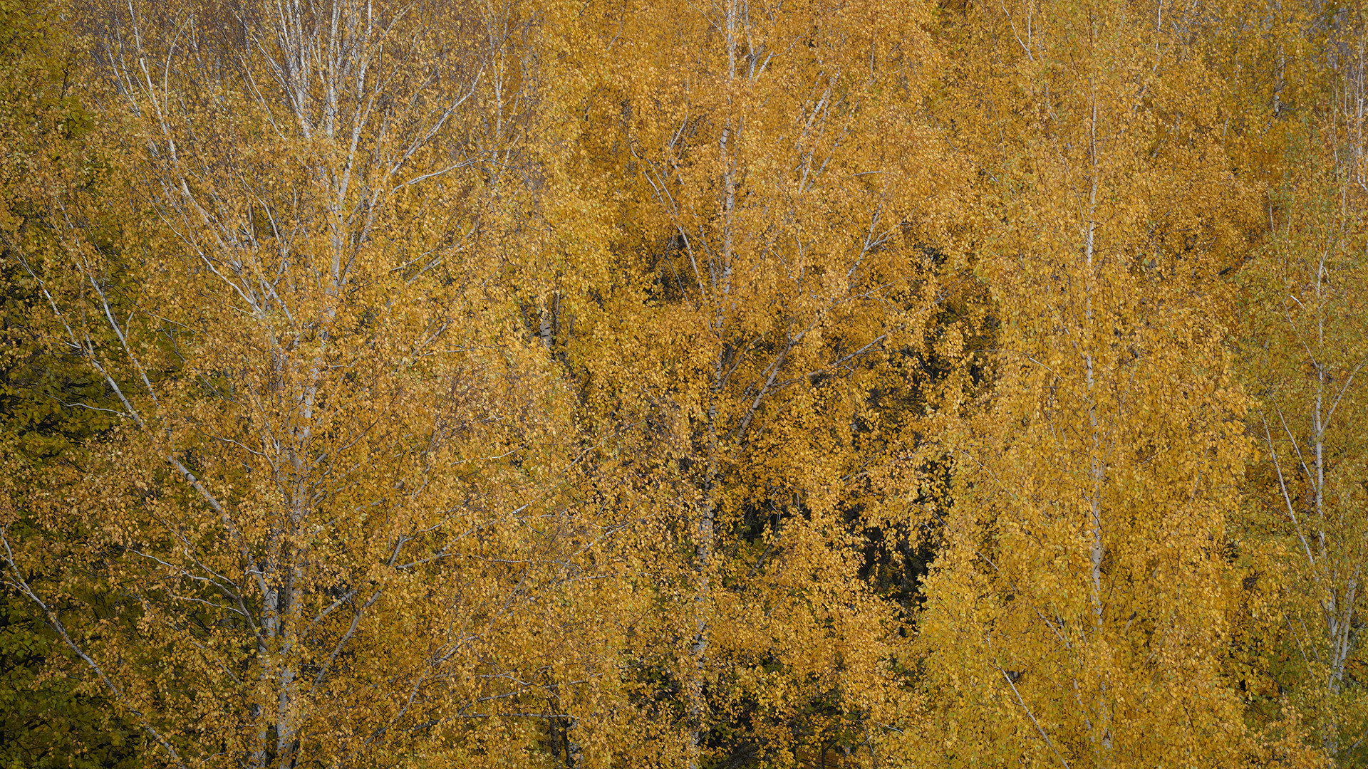 Cảnh sắc mùa thu Moskva nhìn từ Đồi Chim sẻ rất thơ mộng, trữ tình.