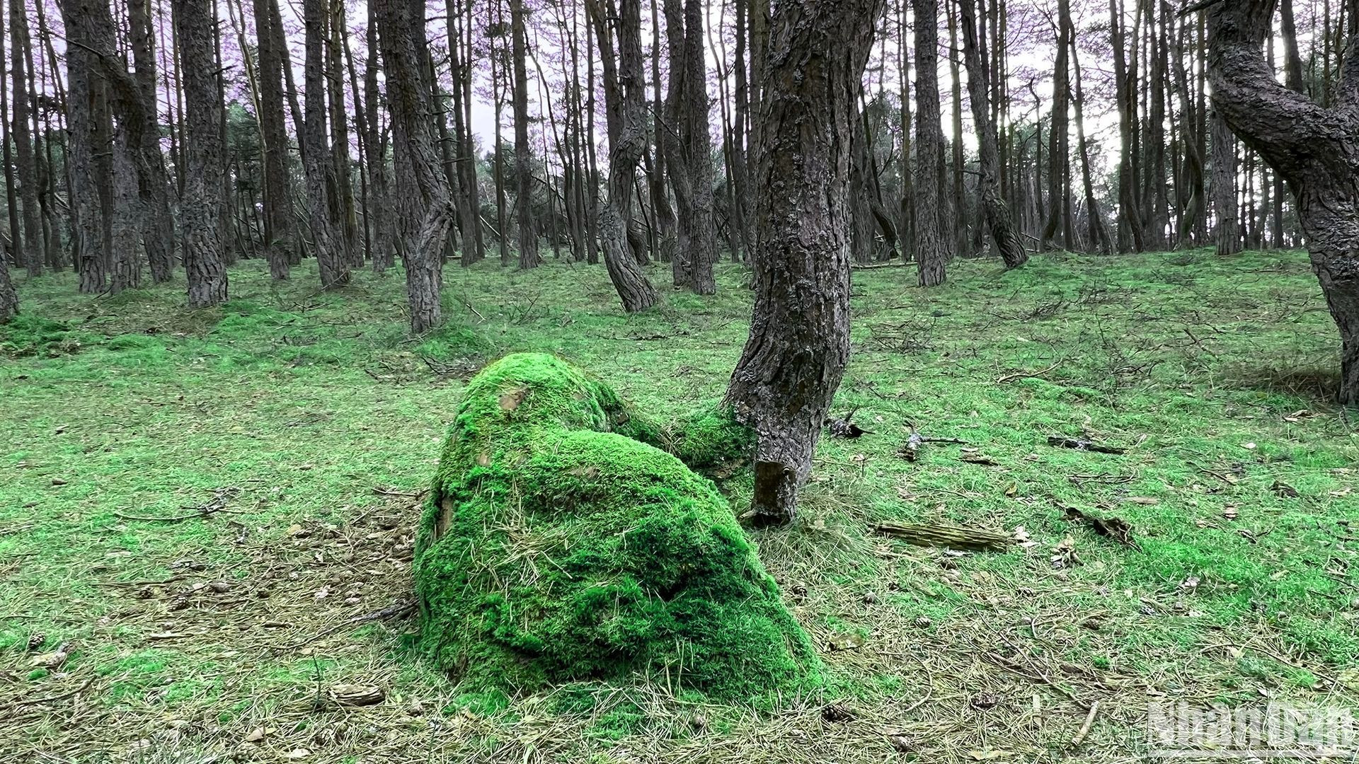 Vào mùa xuân gốc cây thường bị cỏ phủ kín.