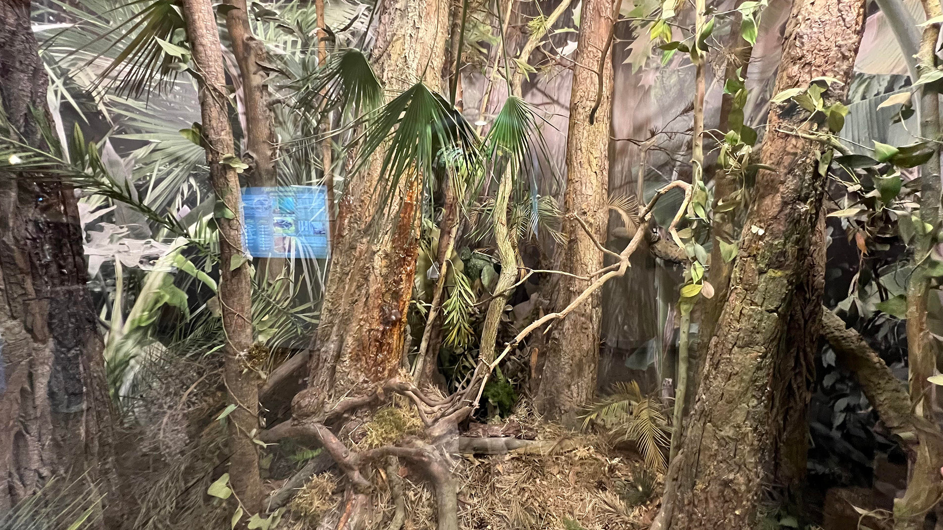 Và mô hình rừng cây lá kim đang chảy nhựa xuống đất, bước khởi đầu cho tiến trình hình thành hổ phách kéo dài hàng chục triệu năm.