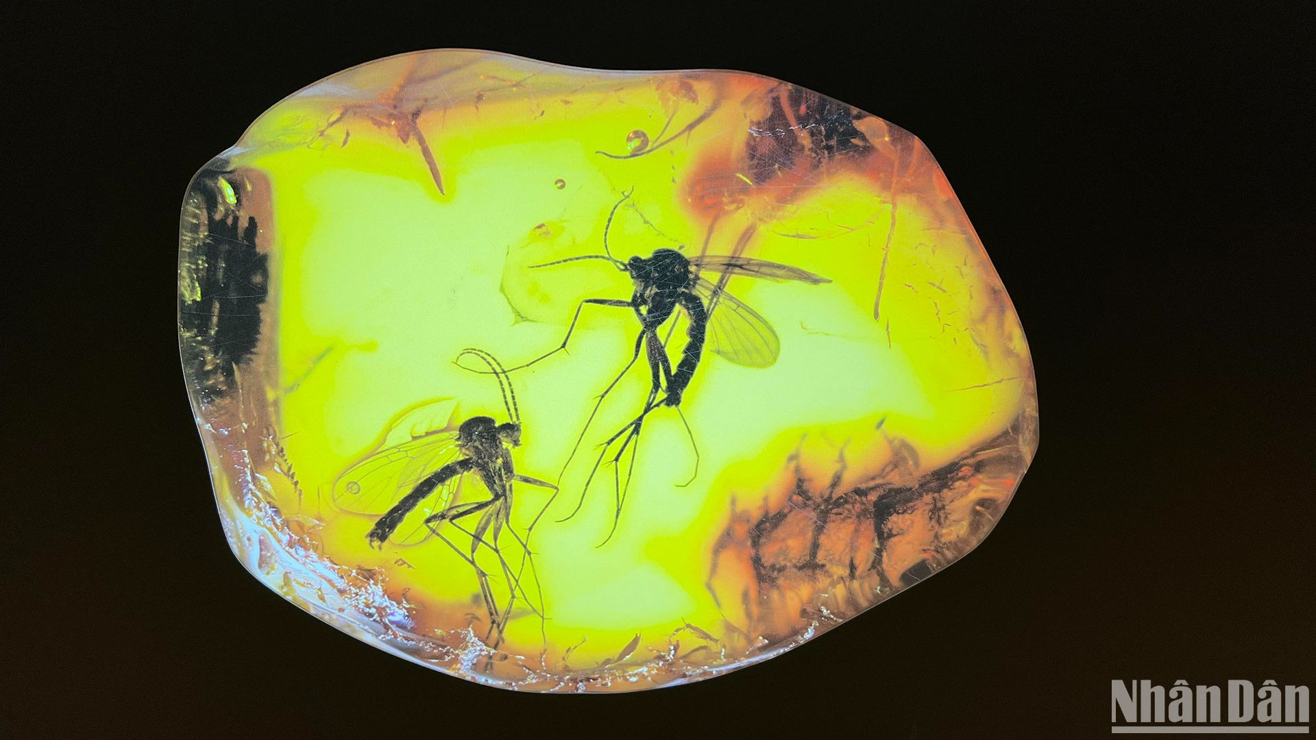 Hổ phách có chứa côn trùng, nhện và tàn tích thực vật có tuổi đời hàng chục triệu năm trước đây.