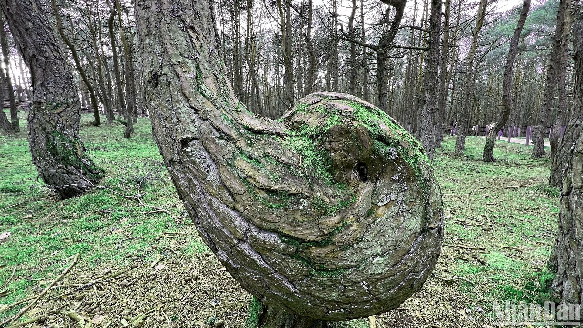 Gốc một số cây ở khu rừng có hình thù khác lạ.