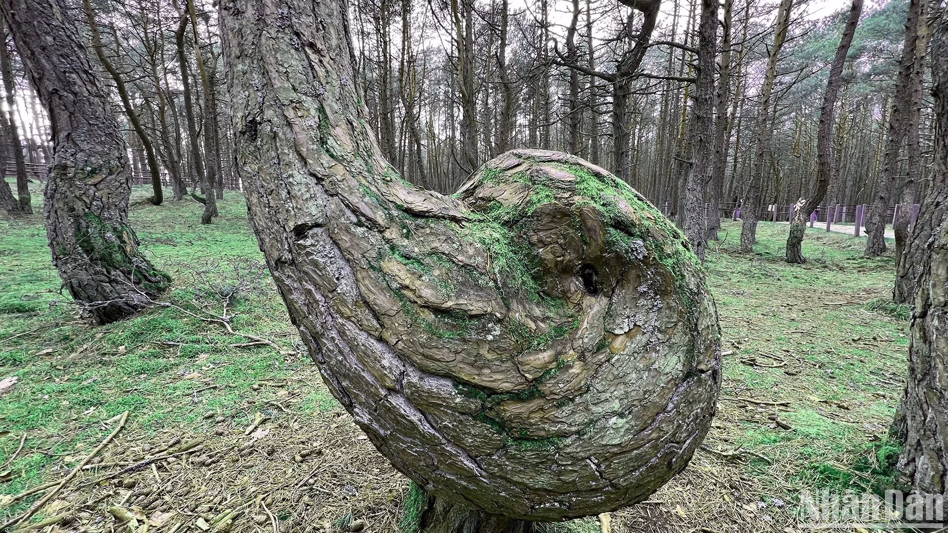 Gốc một số cây ở khu rừng có hình thù khác lạ.