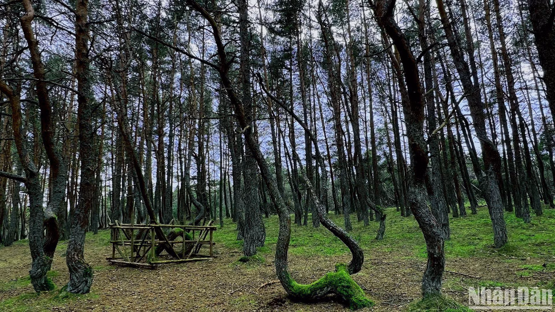 "Khu rừng nhảy múa". (Ảnh: XUÂN HƯNG)