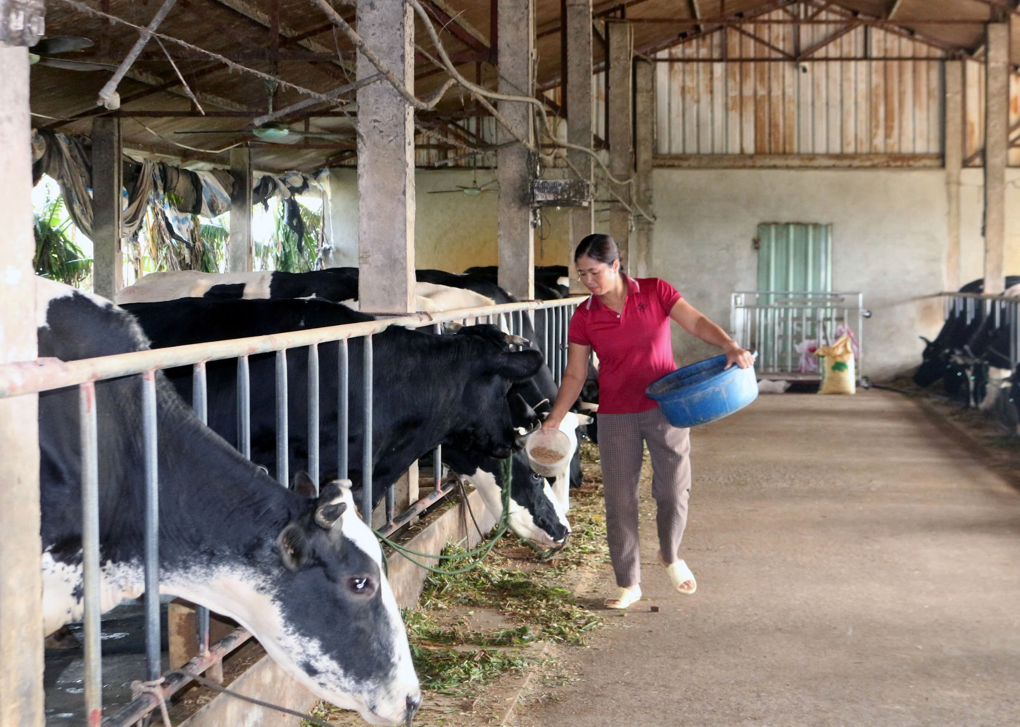 Nhiều hộ chăn nuôi bò sữa ở xã Mộc Bắc bị ảnh hưởng nặng nề sau mưa lũ.