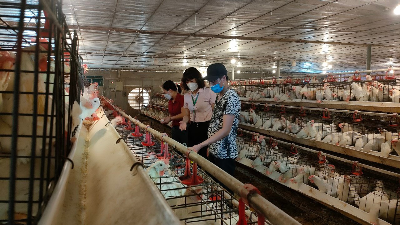 Cán bộ Ngân hàng Chính sách xã hội kiểm tra mô hình nuôi gà đẻ của anh Bùi Xuân Chiến, thôn Trung Hạ Đại Vượng, xã Thanh Nguyên.