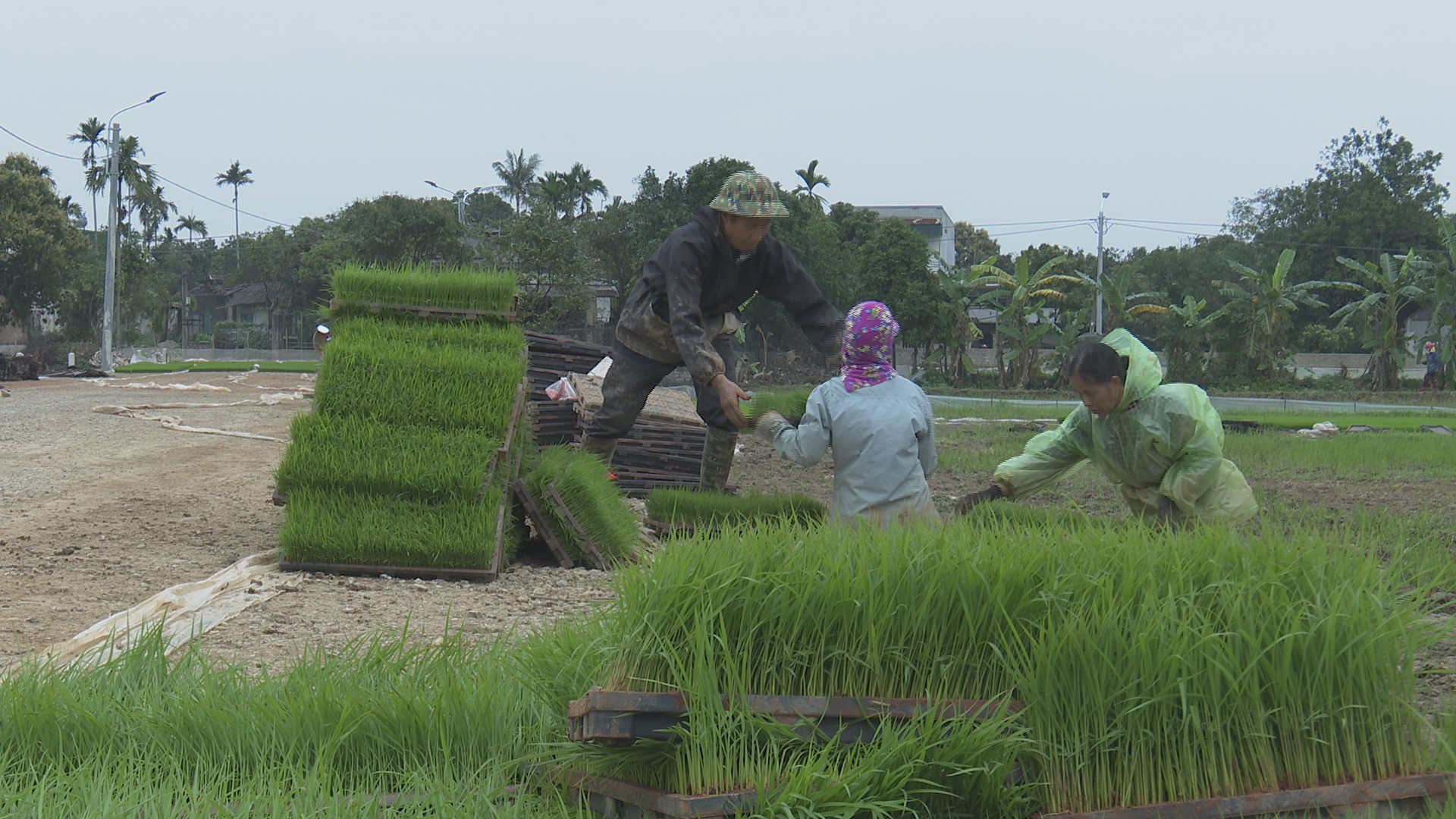Vận chuyển mạ khay, máy cấy tại hợp tác xã Tân Thanh, huyện Thanh Liêm.