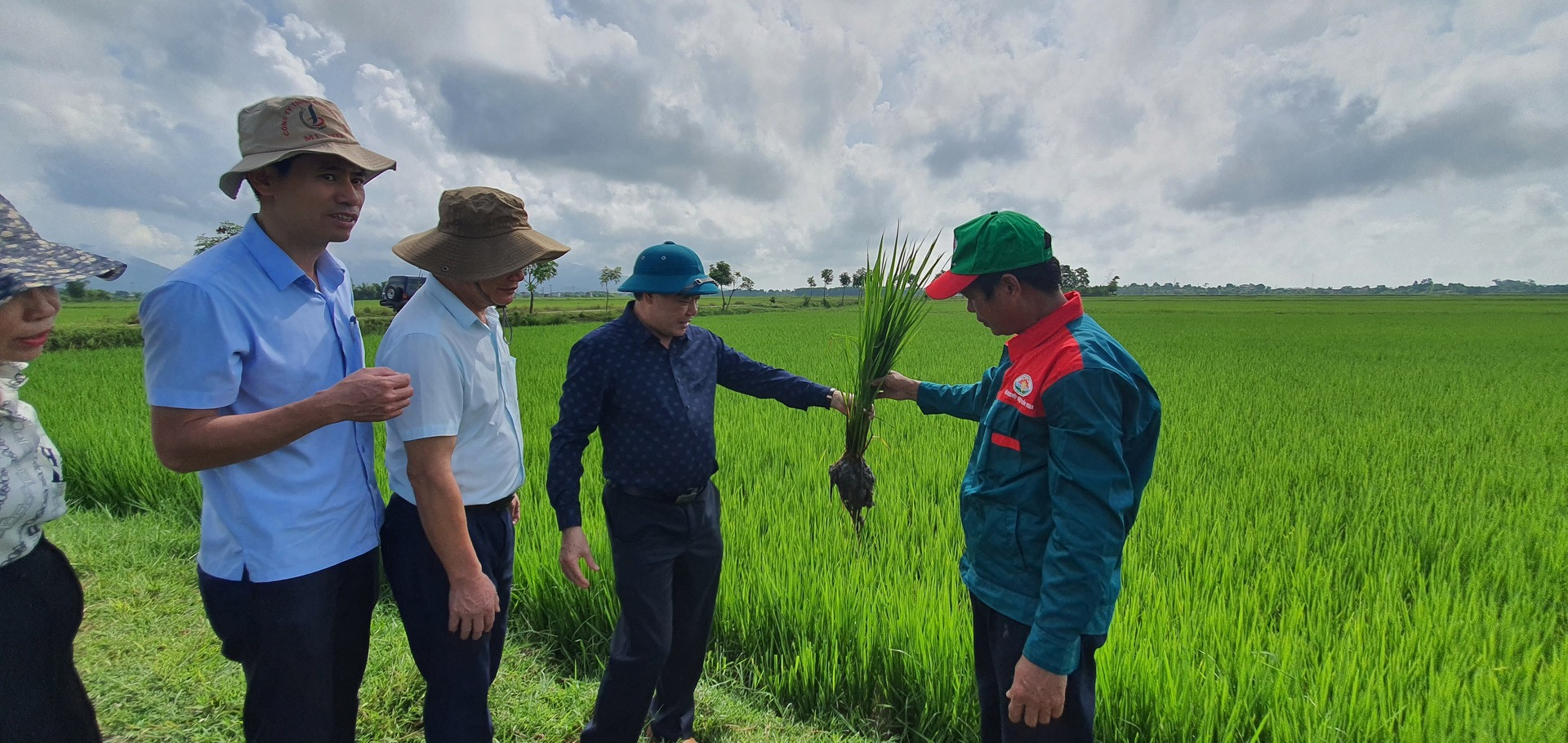 Trồng lúa theo hướng hữu cơ giúp bà con nông dân Hà Tĩnh giảm chi phí đầu tư, ô nhiễm môi trường.