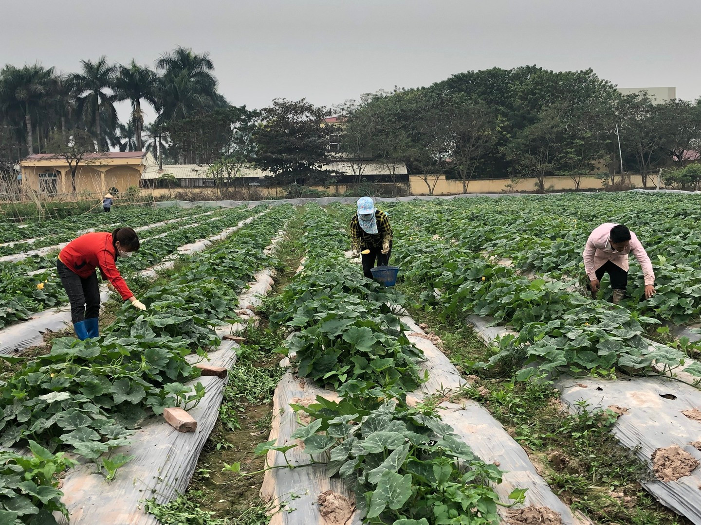 Chăm sóc cây vụ đông tại tỉnh Bắc Ninh.