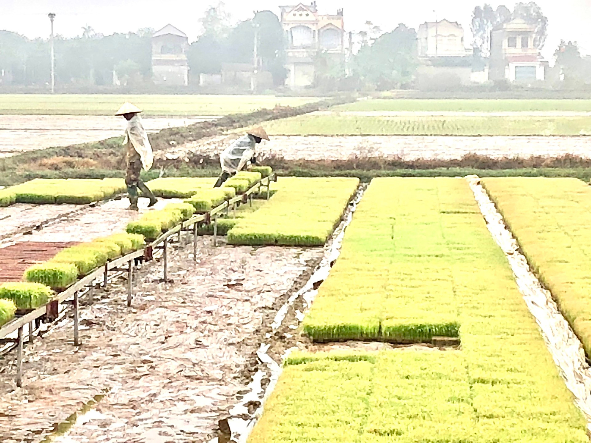 Gieo mạ khay tại tỉnh Hải Dương.