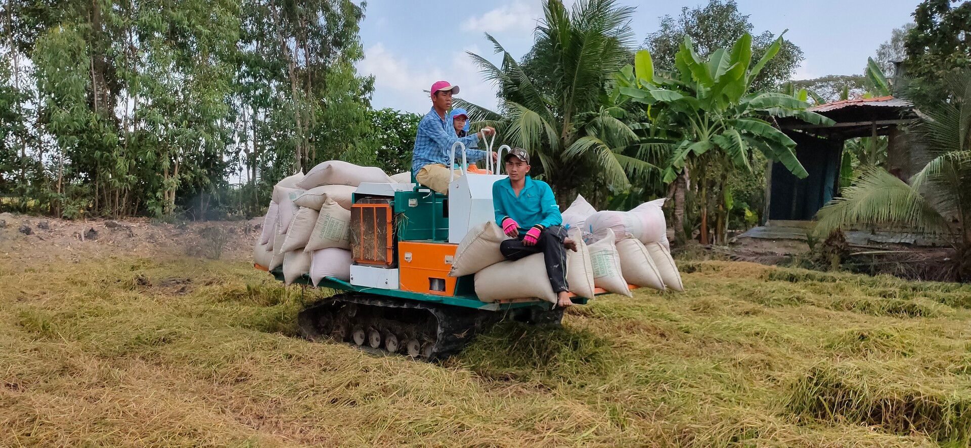 Thu hoạch lúa tại xã Trường Xuân, huyện Tháp Mười, tỉnh Đồng Tháp. (Ảnh: Hữu Nghĩa).