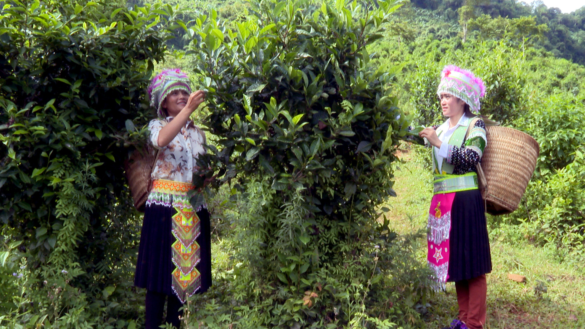 Người dân xã Hồng Thái, huyện Na Hang (Tuyên Quang) thu hoạch chè Shan tuyết.