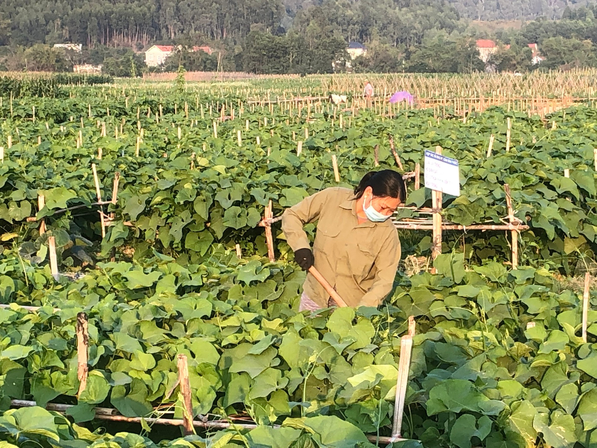 Trồng rau su su hữu cơ tại tỉnh Vĩnh Phúc.