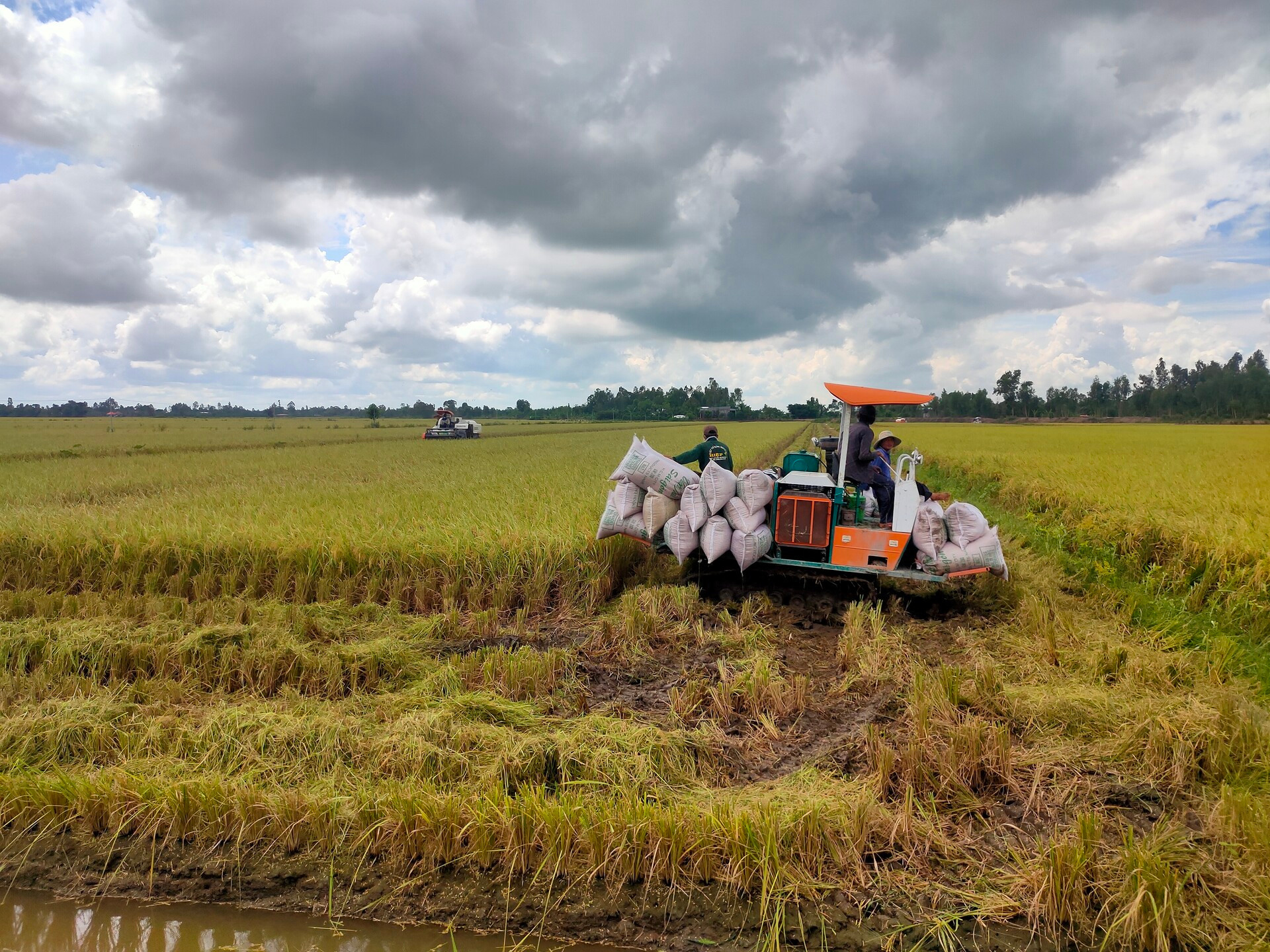Thu hoạch lúa tại xã Trường Xuân, huyện Tháp Mười, tỉnh Đồng Tháp. (Ảnh HỮU NGHĨA)