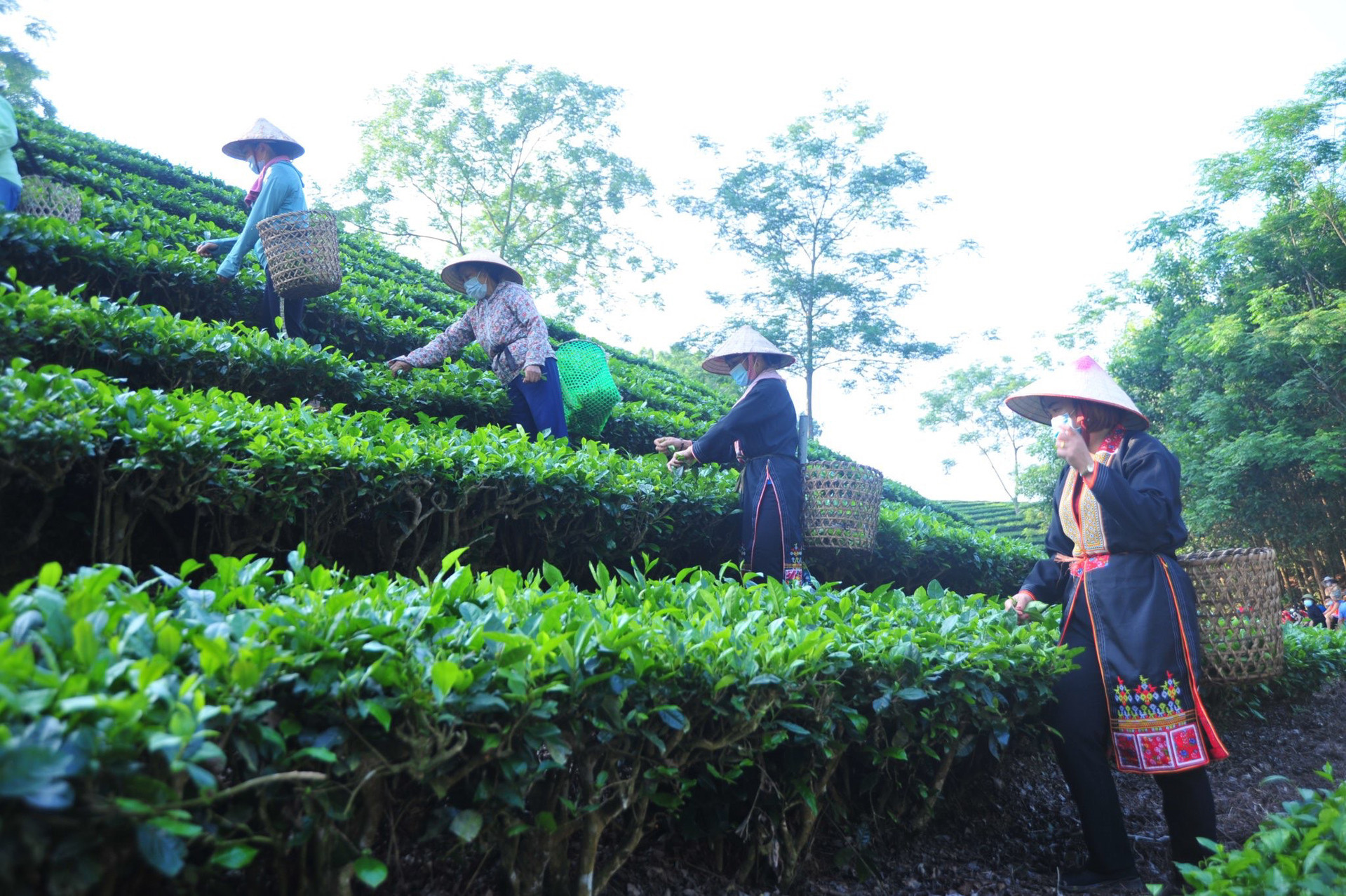 Vùng chè Vĩnh Tân, huyện Tân Trào (Tuyên Quang).
