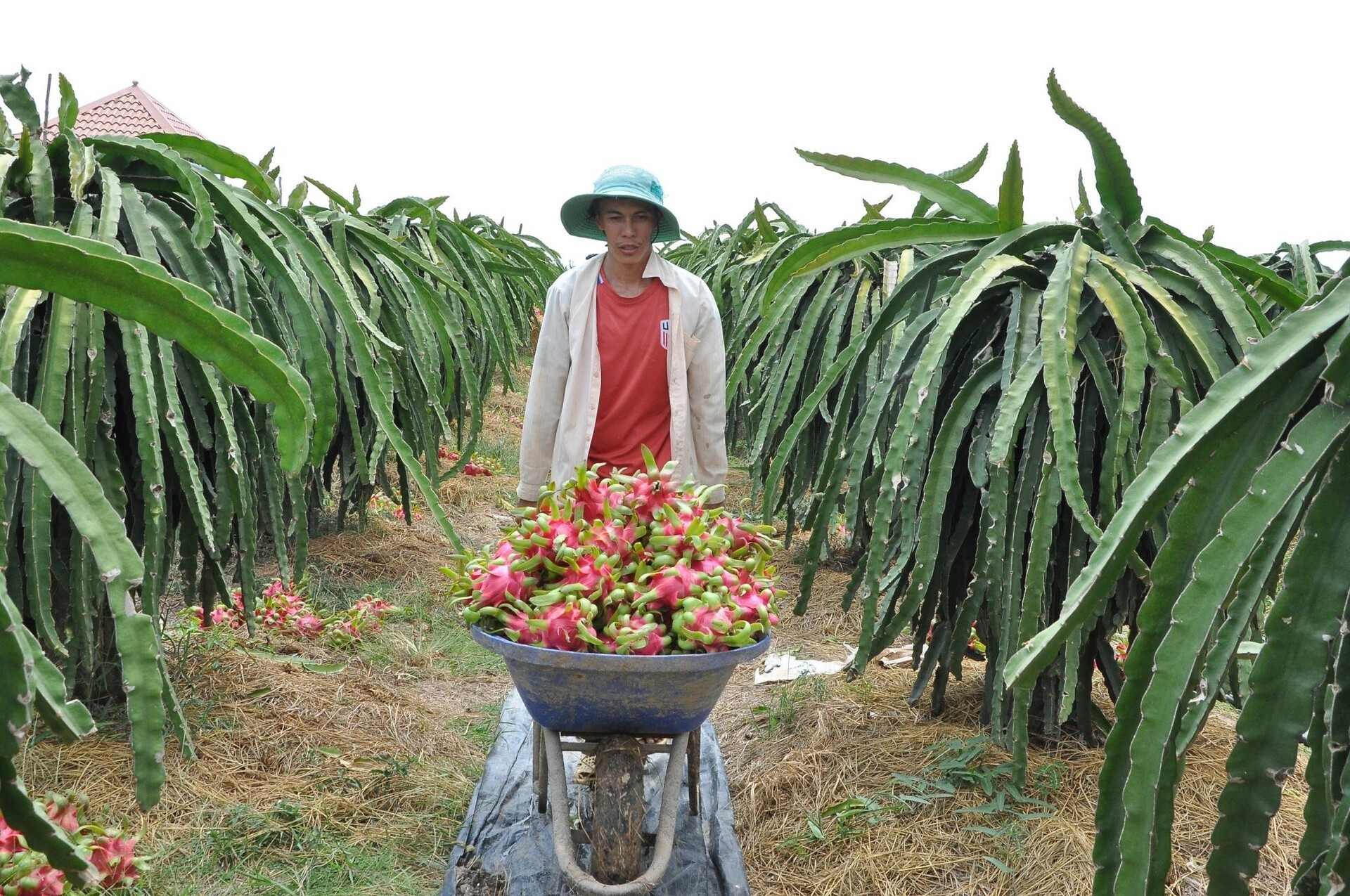 Nông dân tỉnh Tiền Giang thu hoạch thanh long. (Ảnh: Nguyễn Sự)