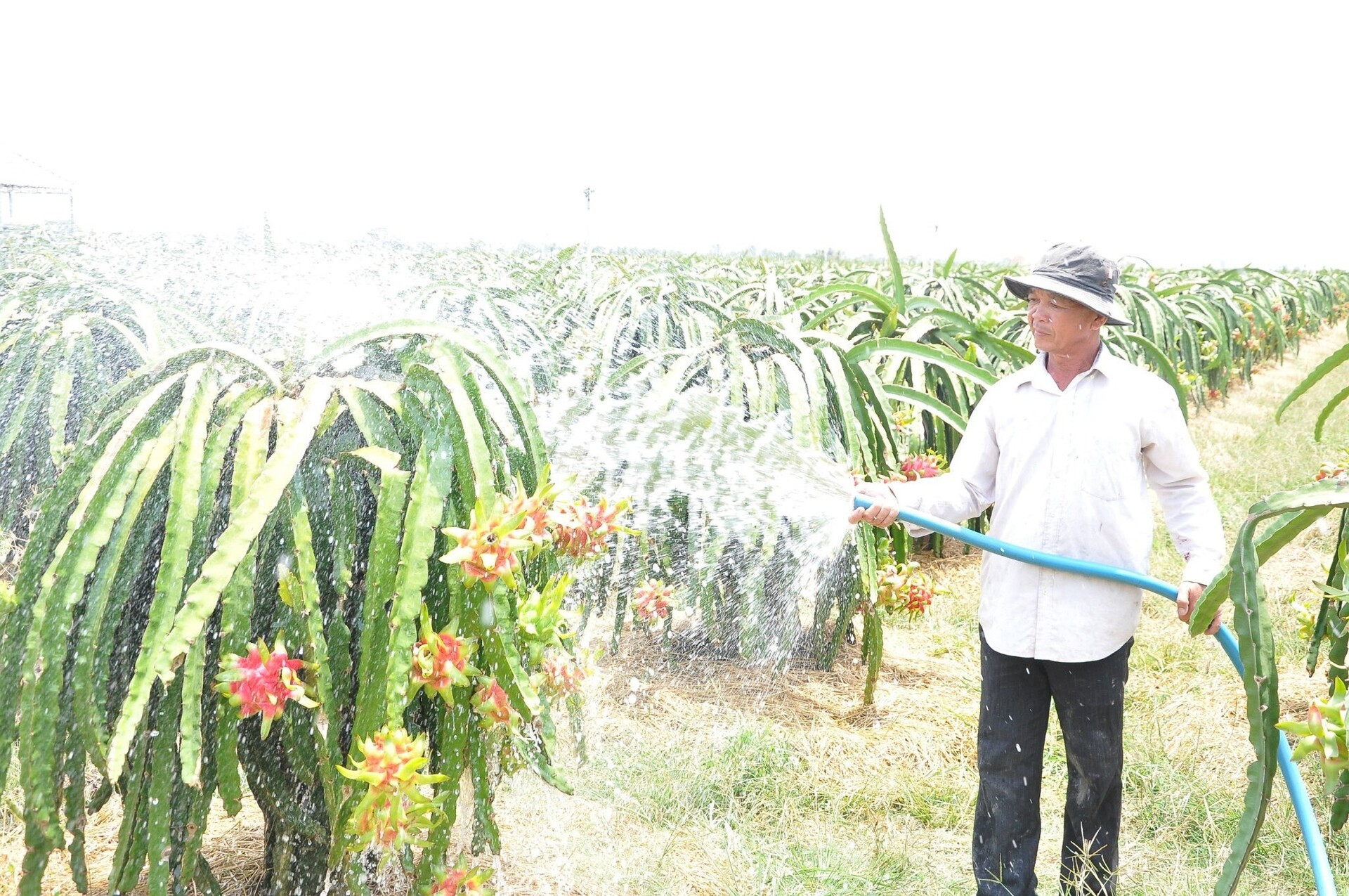 Nông dân tỉnh Tiền Giang chăm sóc cây thanh long. (Ảnh: Nguyễn Sự)