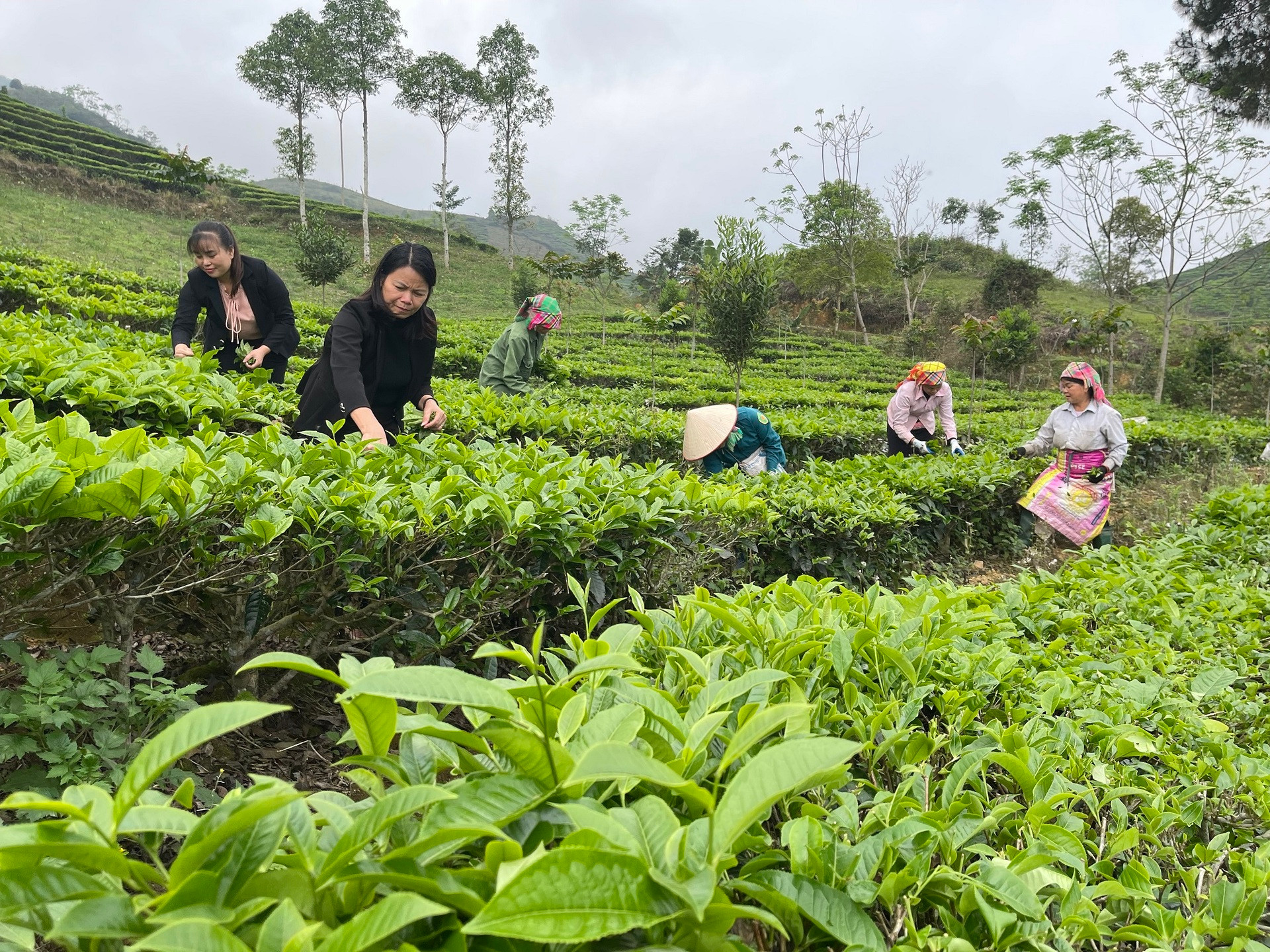 Du khách trải nghiệm hái chè Shan tuyết tại xã Gia Hội, huyện Văn Chấn (Yên Bái).