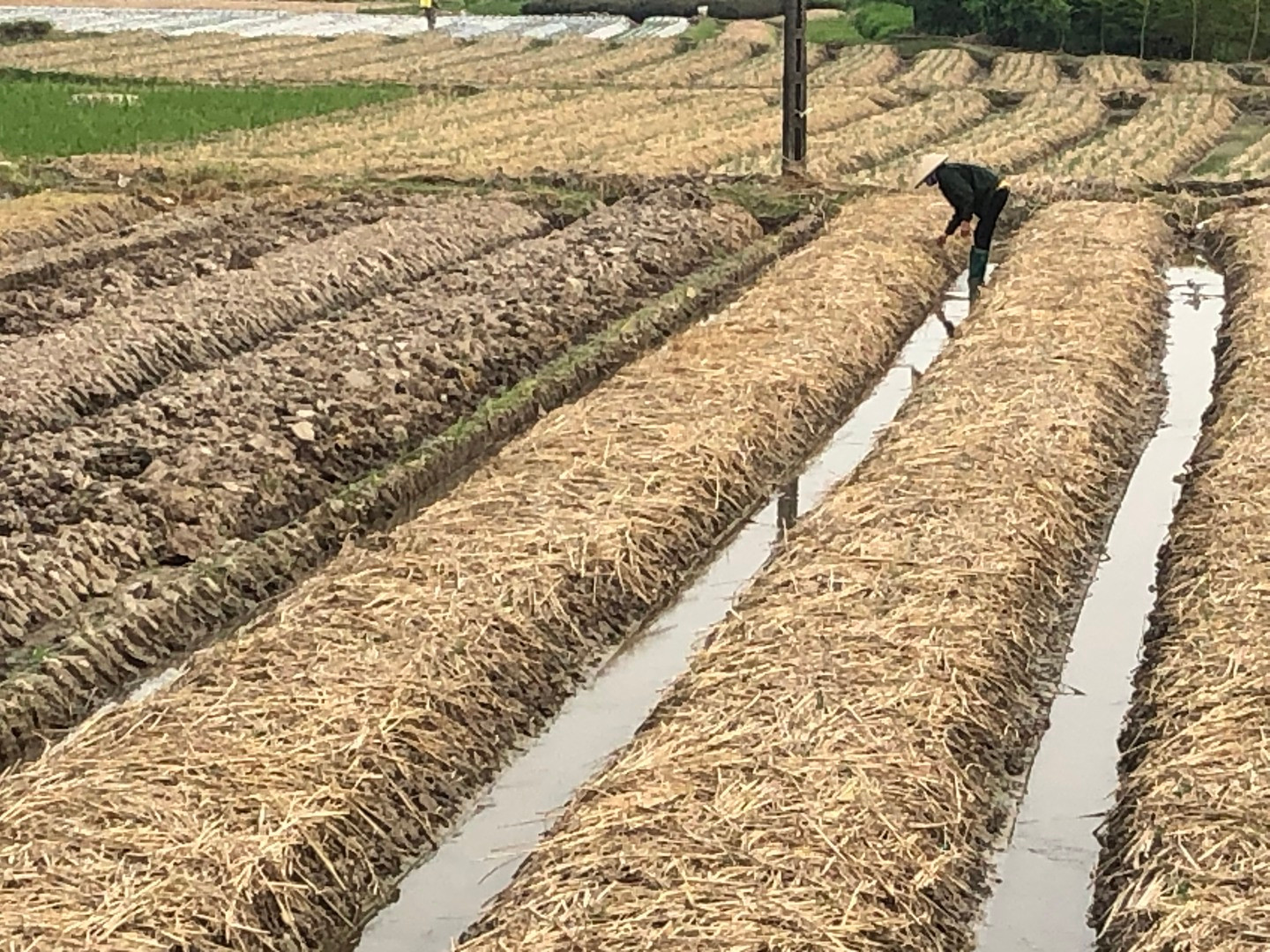 Nông dân tỉnh Hải Dương trồng cây vụ đông.