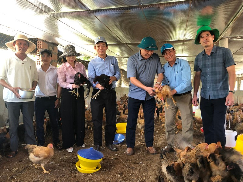 Mô hình nuôi gà sinh sản tại xã Hải Phú, huyện Hải Lăng (Quảng Trị).