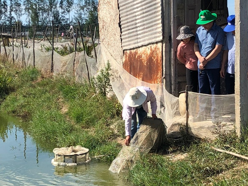 Mô hình nuôi cua gạch tại xã Phú Gia, huyện Phú Vang, tỉnh Thừa Thiên Huế.