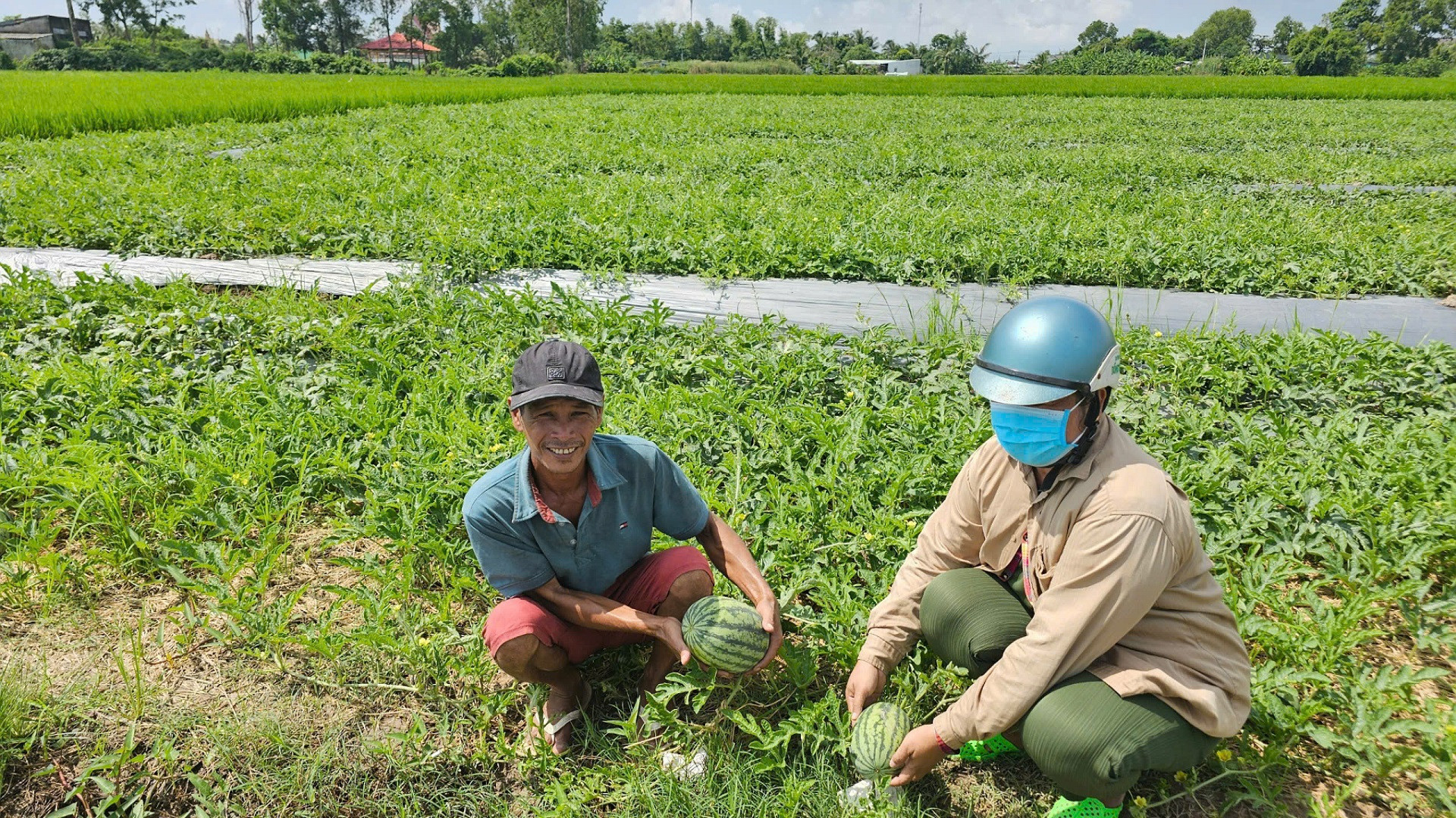 Vợ chồng chị Sơn Thanh Hồng chuẩn bị cho vụ thu hoạch đầu tiên.