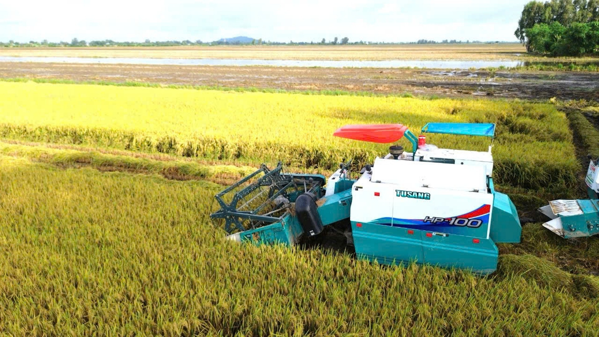 Thu hoạch lúa tại xã Thạnh An, huyện Vĩnh Thạnh, Cần Thơ.