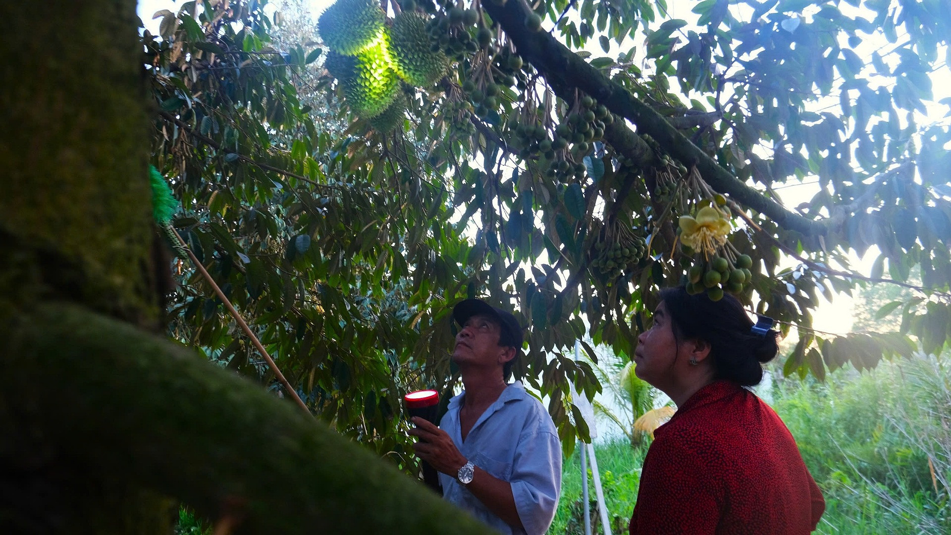 Người dân chăm sóc vườn sầu riêng tại quận Bình Thủy, Cần Thơ.