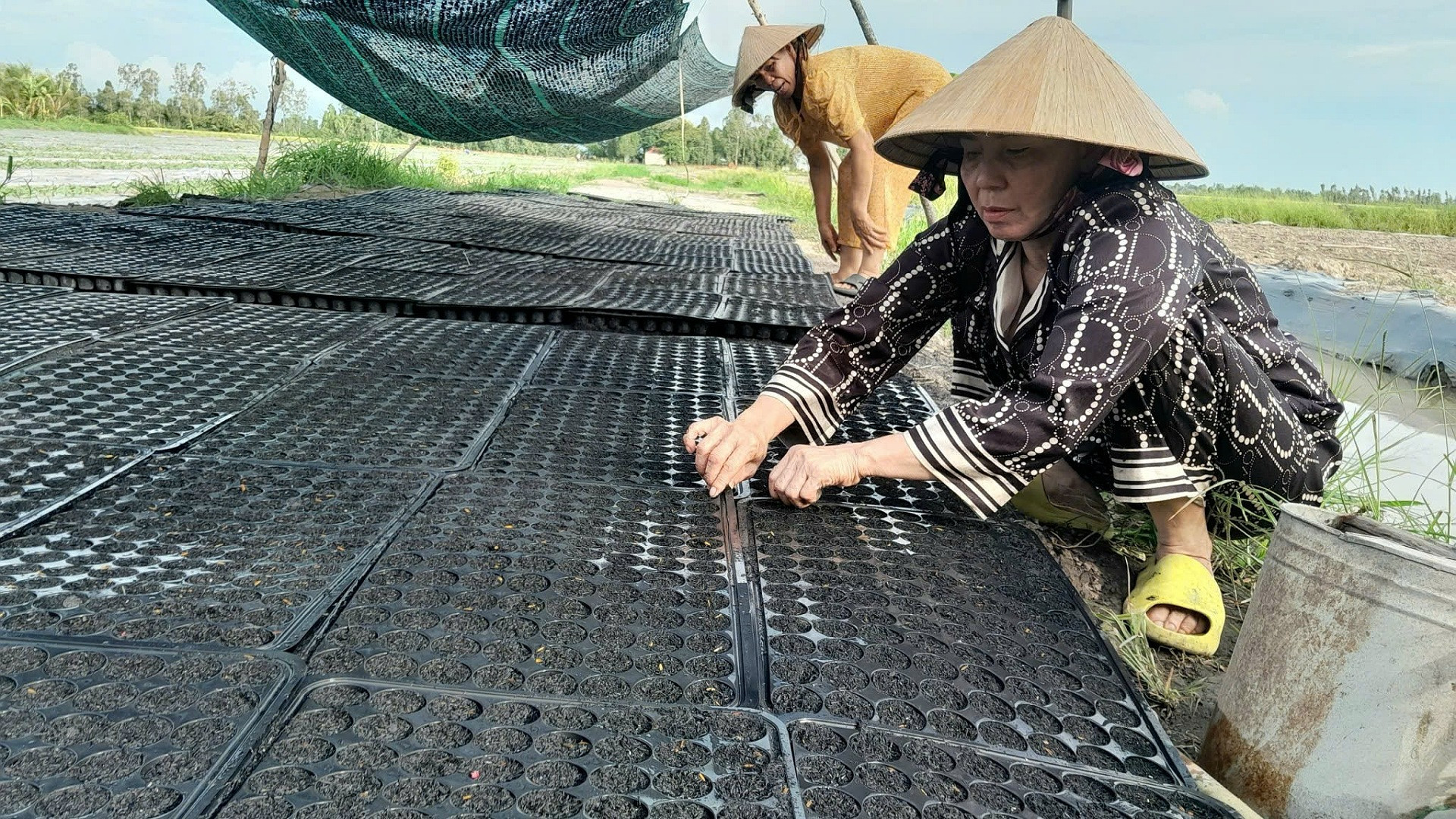 Nông dân tại tỉnh Hậu Giang trồng dưa Kim Hồng Ngọc trên đất lúa để tăng hiệu quả sử dụng đất.