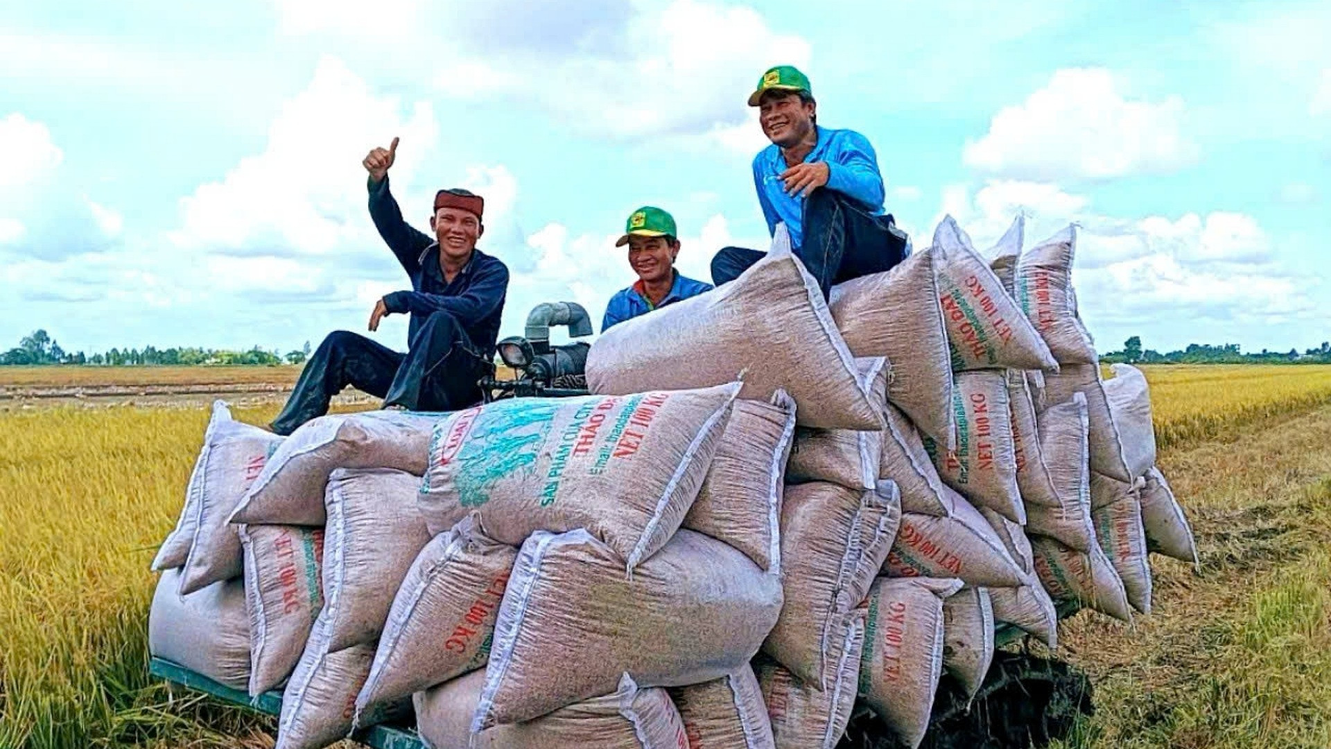 Phân bón có vai trò rất quan trọng, ảnh hưởng đến khả năng chống chịu sâu bệnh, năng suất và hiệu quả canh tác. Phân bón có vai trò rất quan trọng, ảnh hưởng đến khả năng chống chịu sâu bệnh, năng suất và hiệu quả canh tác.