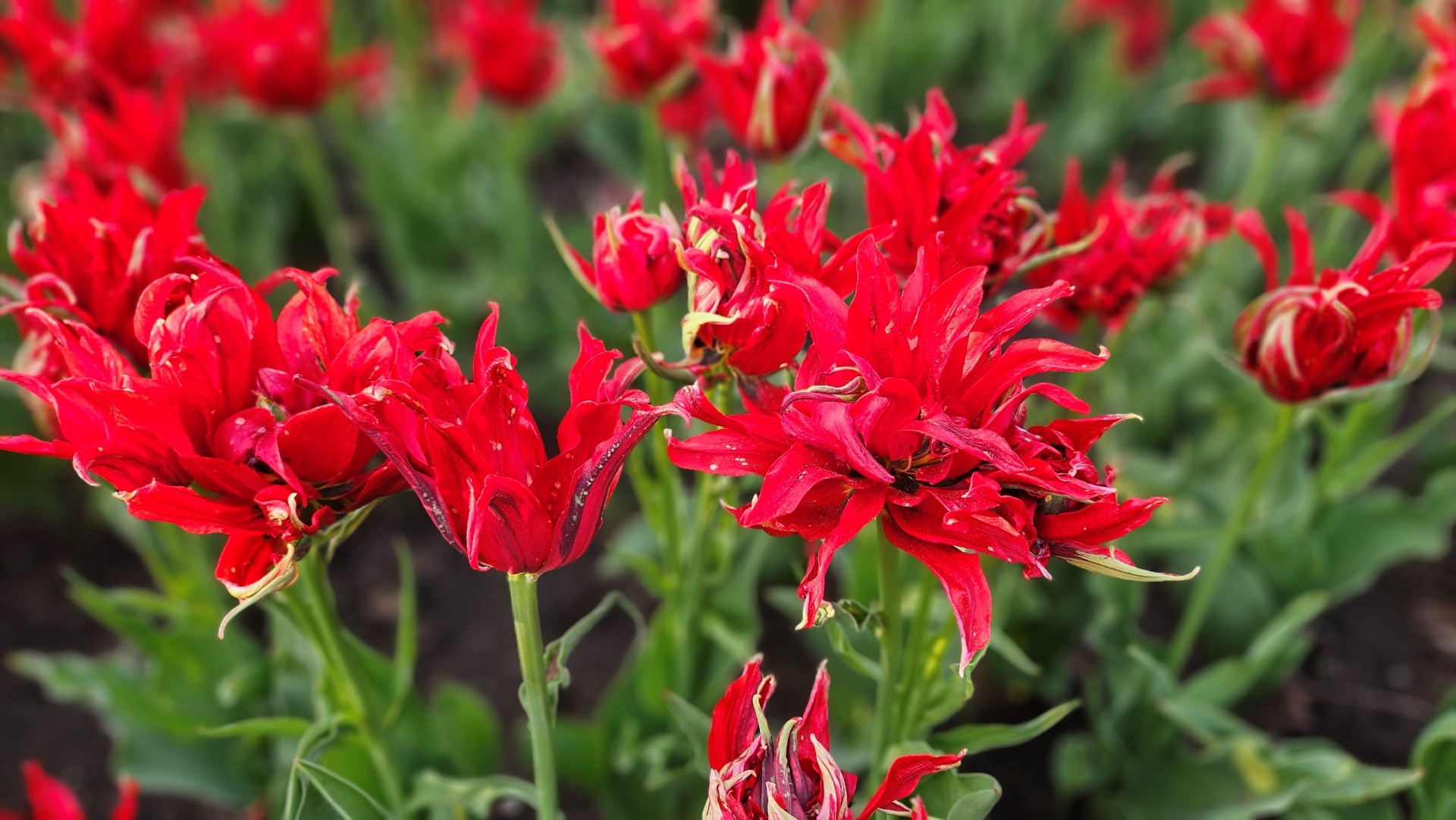 Tulip red spider (tulip nhện đỏ) độc đáo với cánh hoa kép, xoắn màu đỏ rực với điểm nhấn là màu vàng xanh.