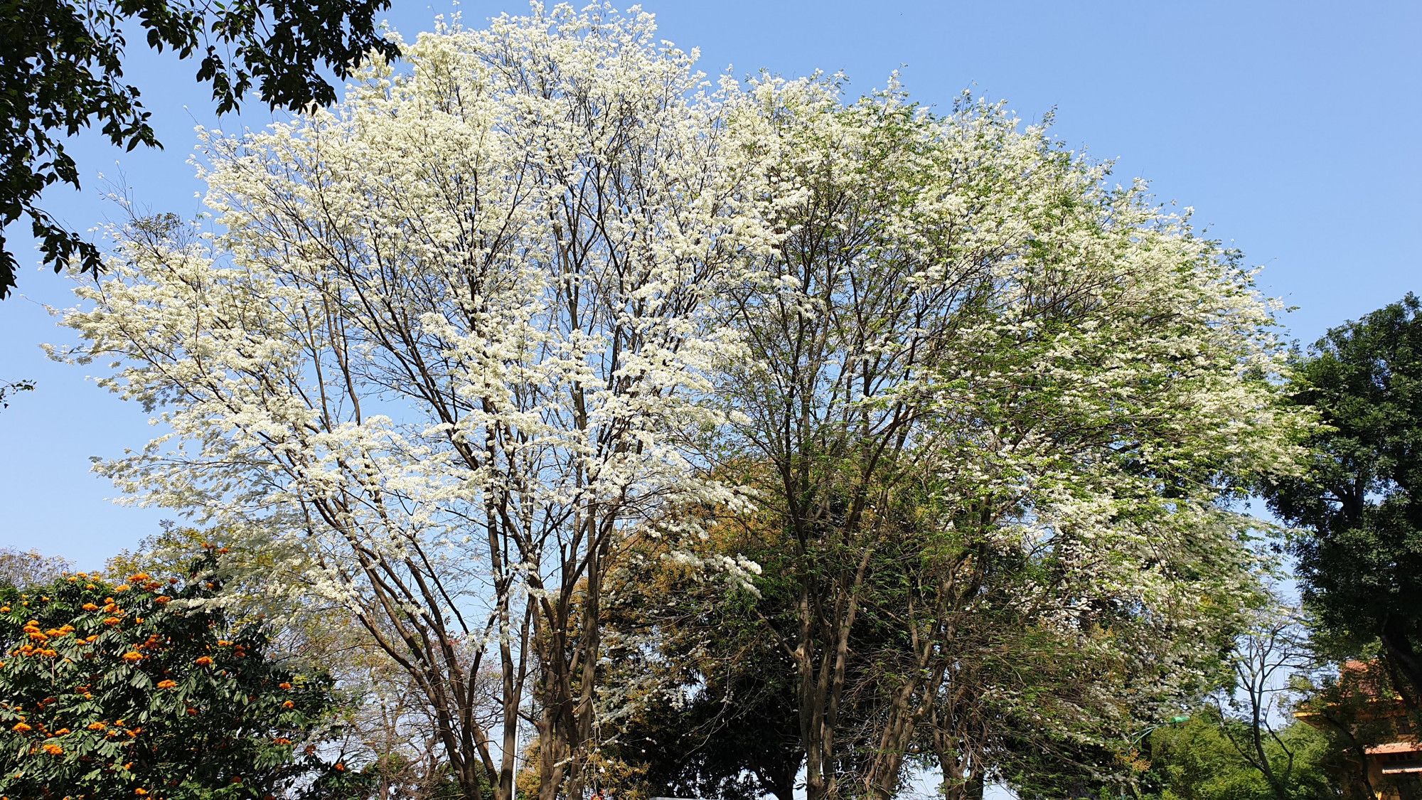 Có lẽ bởi vẻ đẹp thuần khiết mà hoa sưa được gắn liền với truyền thuyết của tình yêu.