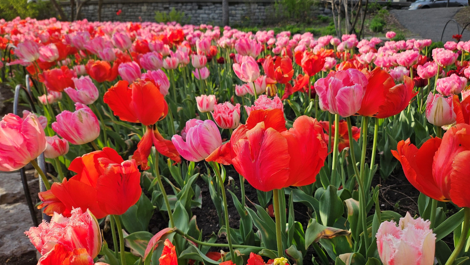 Tulip avignon parrot là một loại tulip lớn, có cánh hoa màu đỏ tươi với các mảng màu hạt dẻ và vàng.