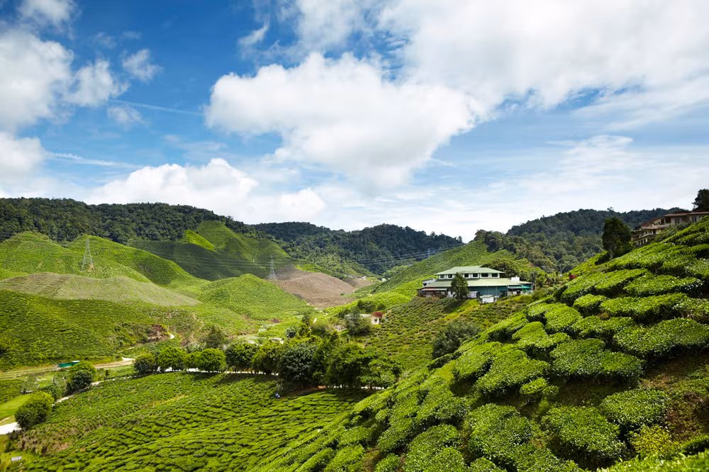 Cao nguyên Cameron xanh mát với những đồi chè. (Ảnh: LonelyPlanet)