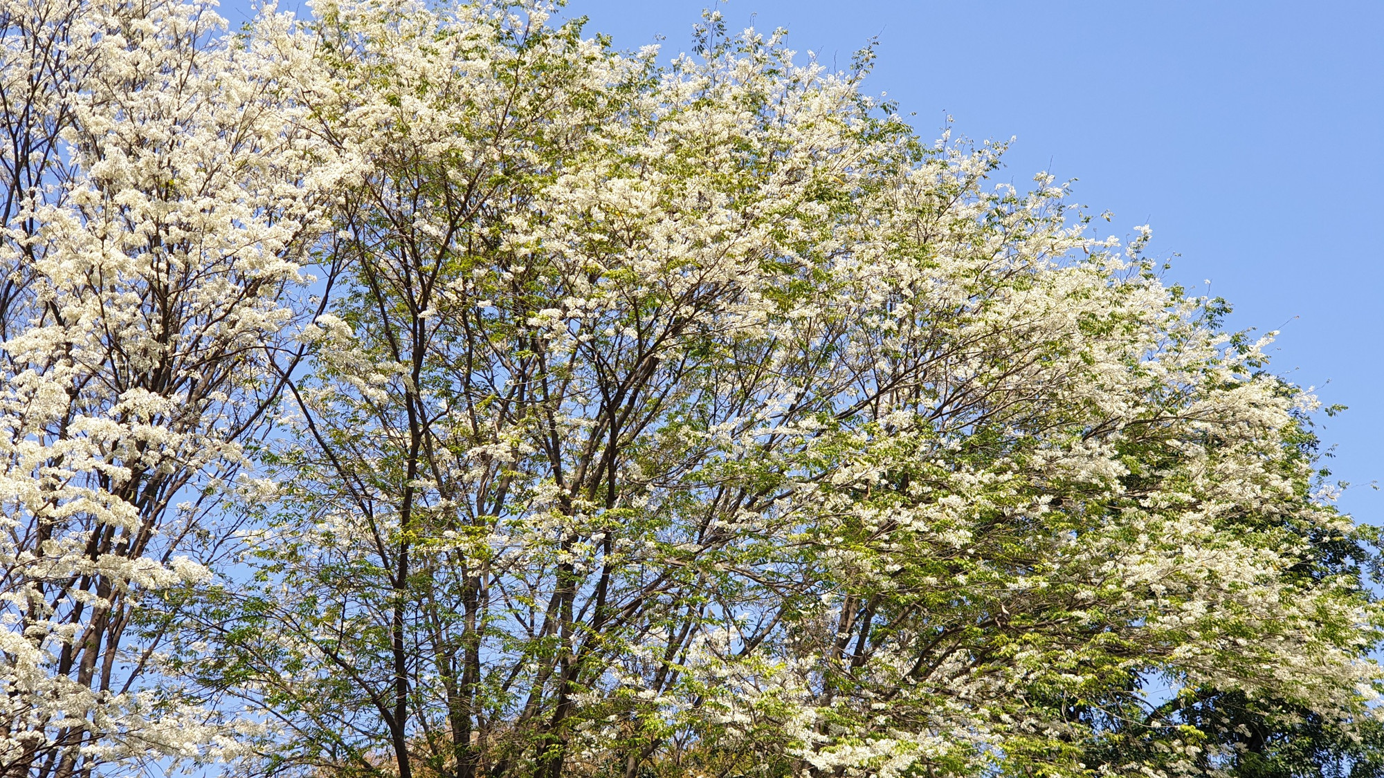 Xen kẽ những cành hoa trắng tinh, thanh khiết là những mầm lá non xanh rờn.