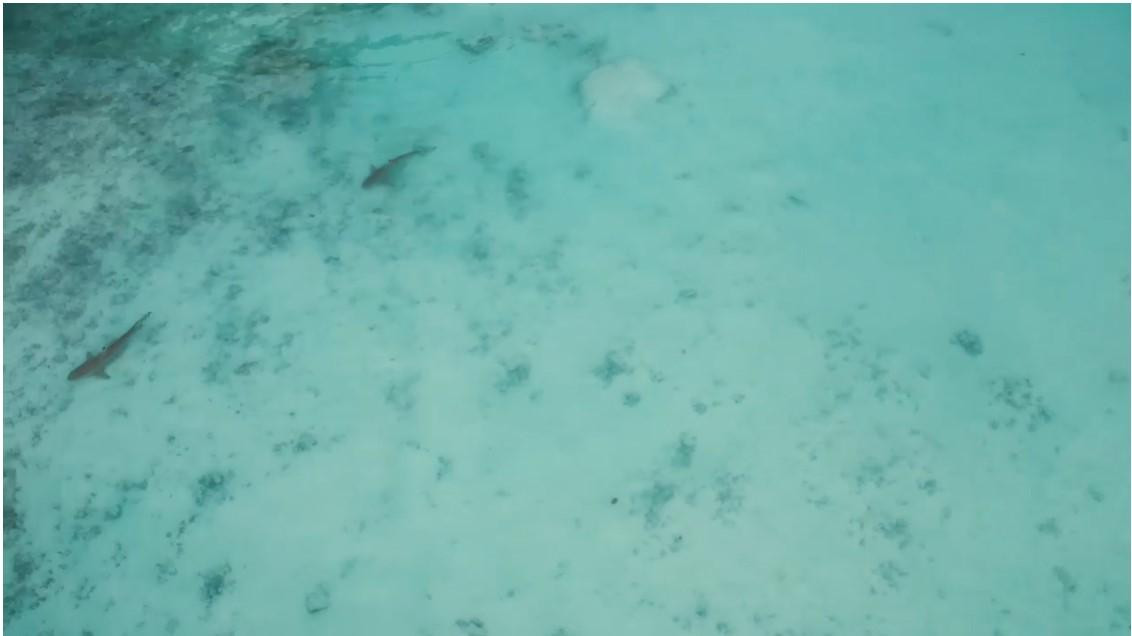 Những con cá mập tre được nuôi trồng và thả về biển phía ngoài khu công viên bảo tồn vịnh Maya (Ảnh: chụp từ clip CNN) Những con cá mập tre được nuôi trồng và thả về biển phía ngoài khu công viên bảo tồn vịnh Maya (Ảnh: chụp từ clip CNN)