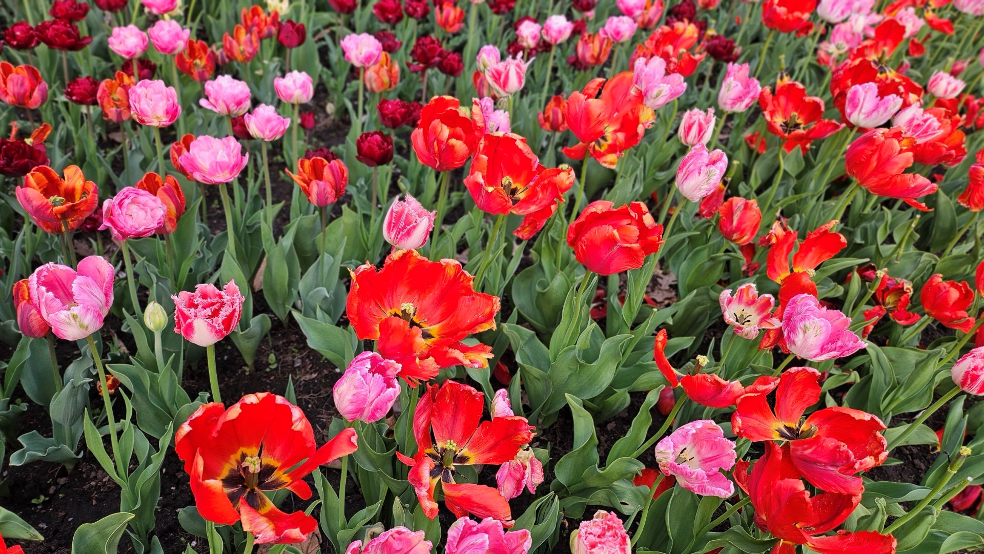 Khi tới thăm đất nước Canada vào mùa xuân, du khách chắc chắn không thể bỏ lỡ cơ hội được ngắm nhìn hàng trăm loại hoa tulip trình diễn sắc đẹp tại lễ hội đặc biệt này.