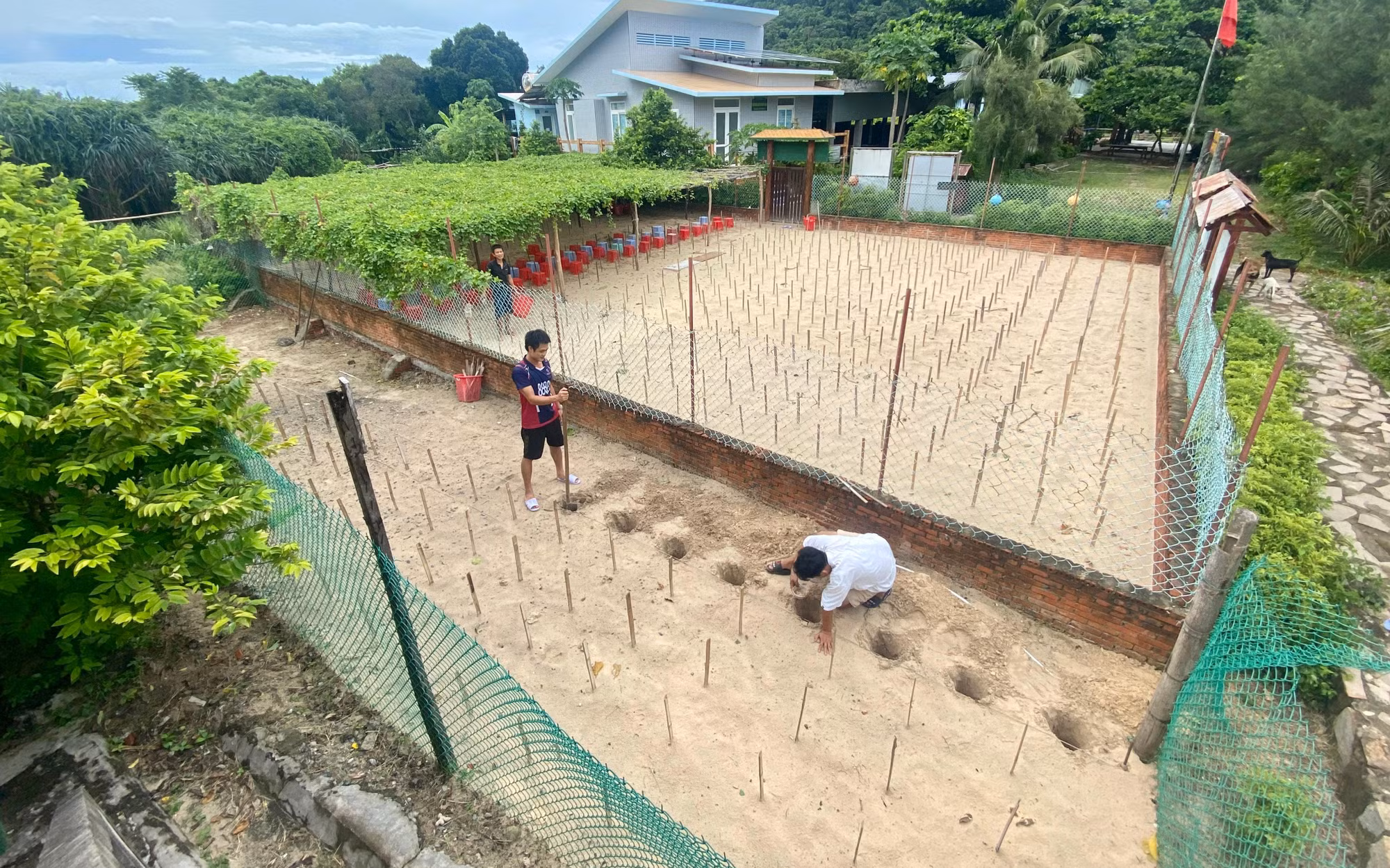 Các nhân viên kiểm lâm lại chuẩn bị hố cát ấp lứa trứng rùa biển mới.