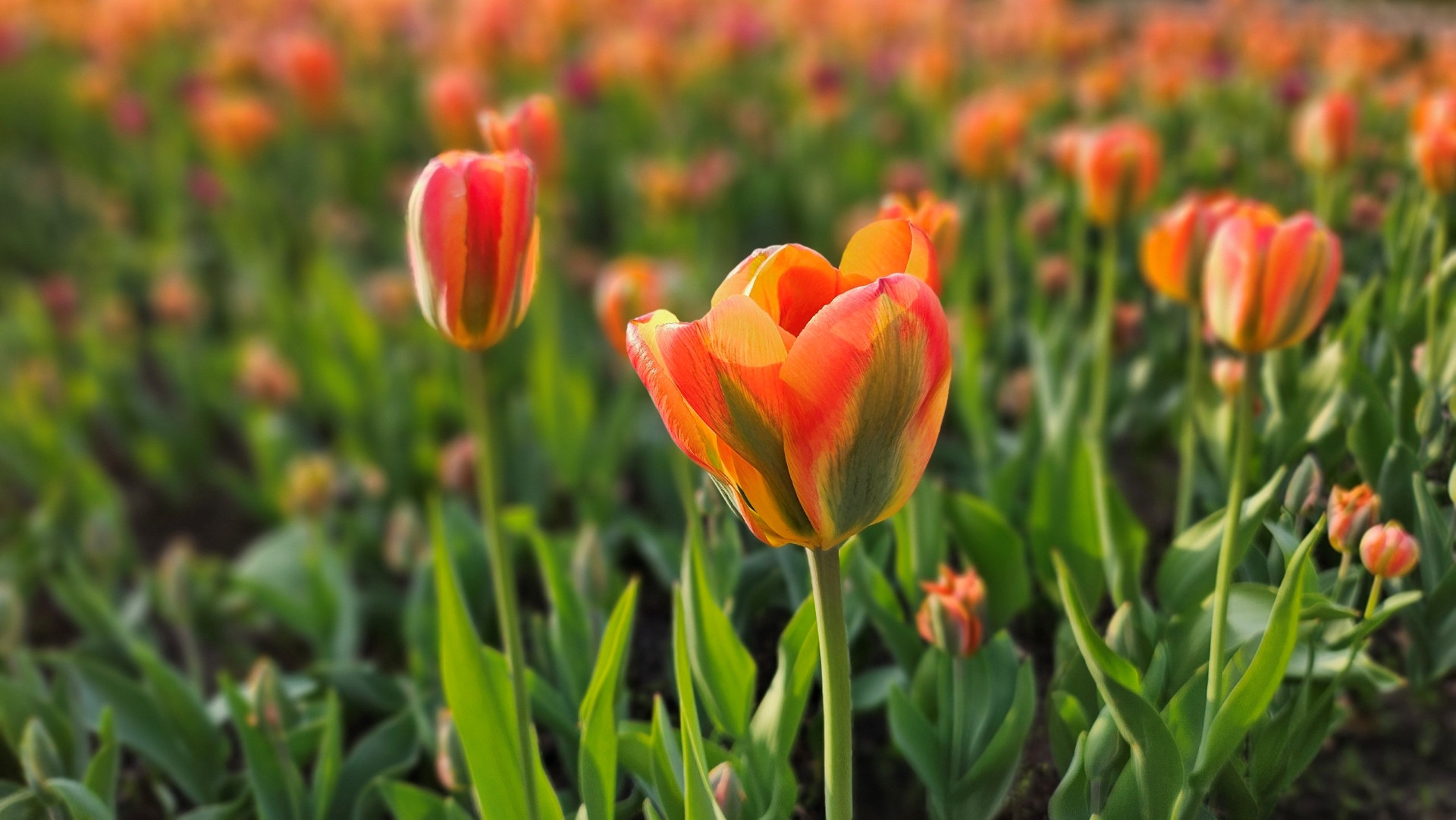 Một bông hoa tulip orange marmalade (tulip màu mứt cam) xinh đẹp với sắc cam đu đủ hòa quyện với hồng sẫm và vàng ấm cùng sọc xanh.