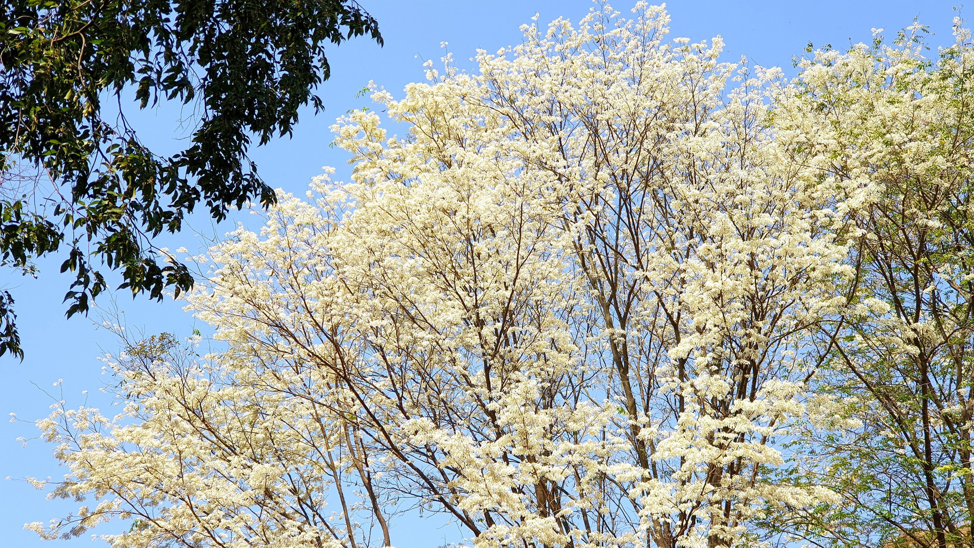 Những bông hoa li ti mỏng manh, trắng muốt kết từng chùm tượng trưng cho tấm lòng son sắt thuỷ chung, dành trọn tình yêu cho người mình yêu.