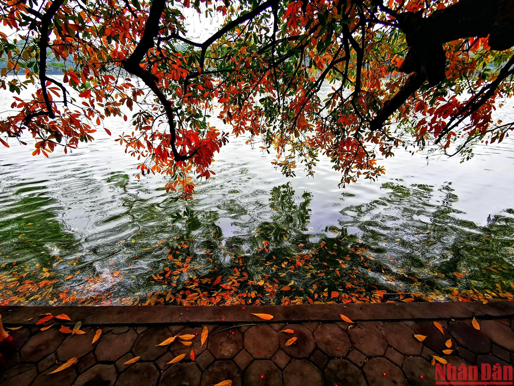 Ở góc nào đó quanh hồ Gươm, những cây lộc vừng bắt đầu ngả màu đỏ khi thu sang. (Ảnh: THÀNH ĐẠT)