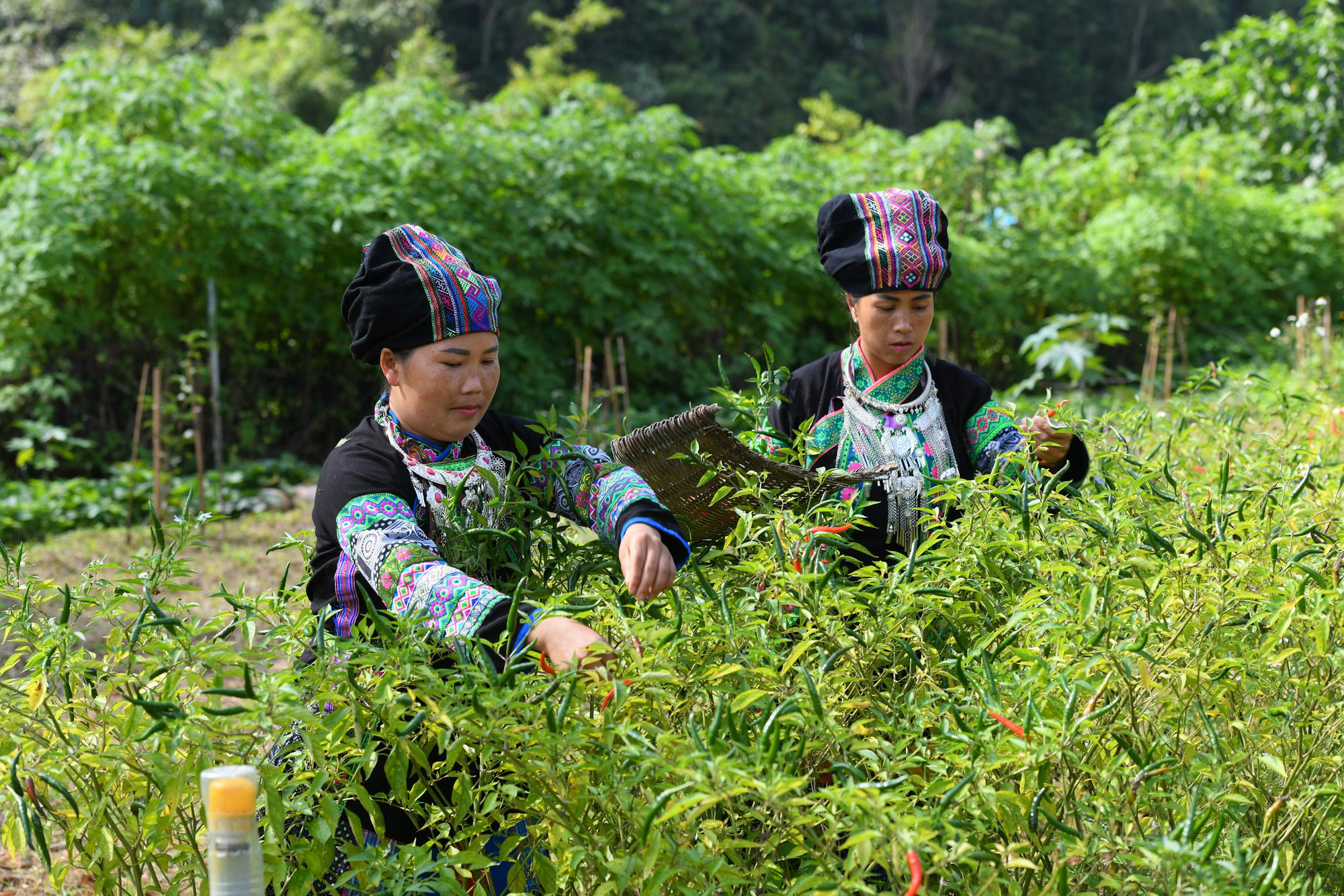 Người Bố Y ở Mường Khương, tỉnh Lào Cai ngoài trồng lúa, ngô, sắn... còn trồng ớt, đậu tương, chè, thuốc lá, mía (Ảnh: THÀNH ĐẠT)