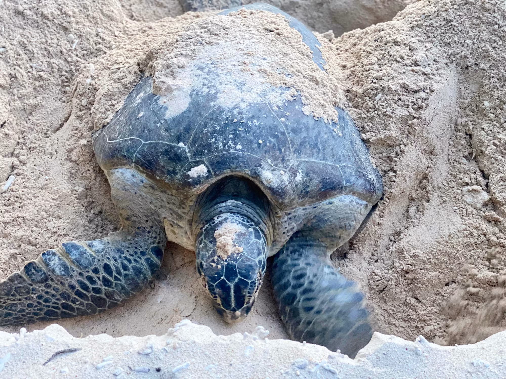 Rùa lên bờ theo nước triều. Chúng có thể lên bãi đẻ liên tục từ nửa đêm tới rạng sáng