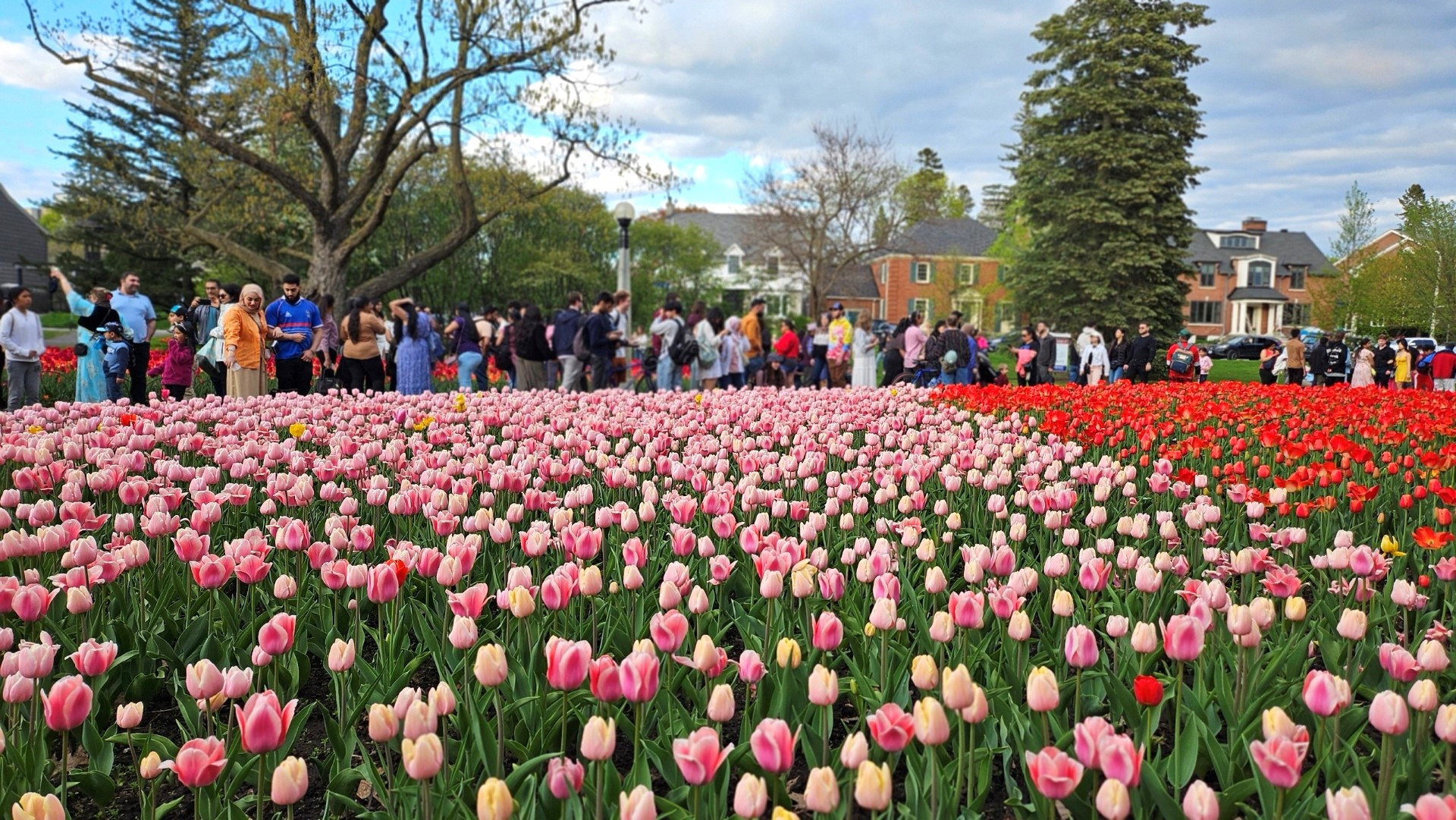 [Ảnh] Mãn nhãn với rừng hoa tulip khoe sắc rực rỡ ở thủ đô Ottawa, Canada 