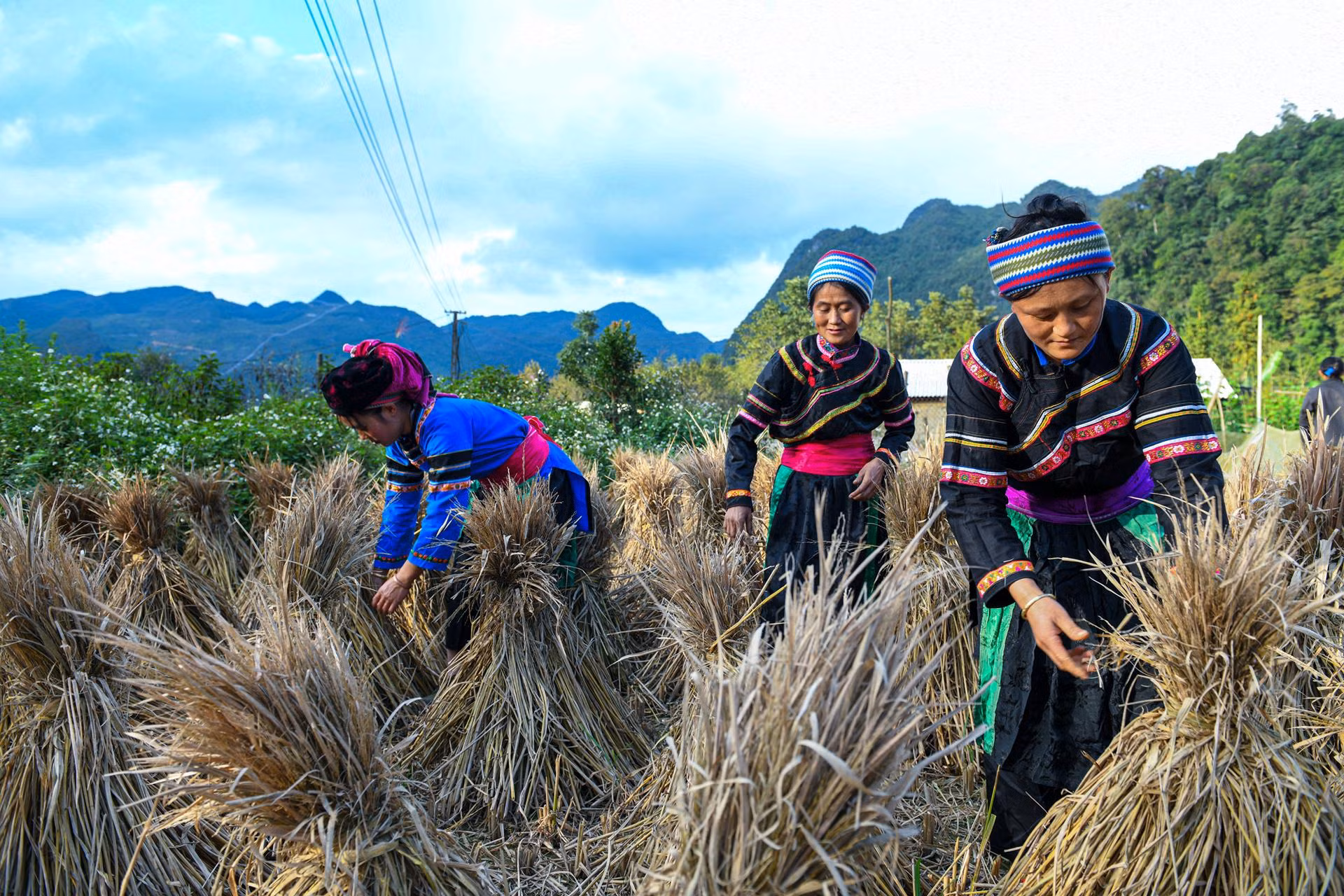 Ruộng nước và nương núi đất, trồng lúa là hoạt động sản xuất chính của người Cờ Lao (Ảnh: THÀNH ĐẠT)