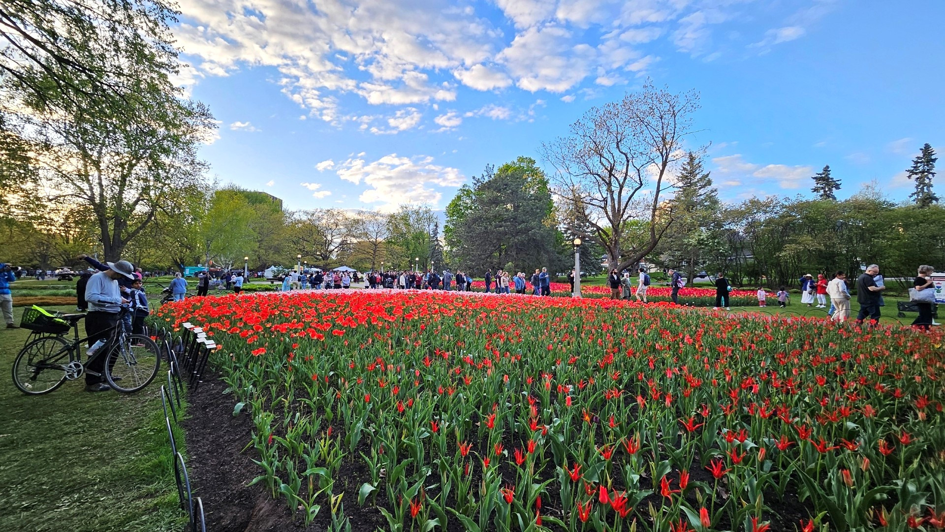 Được tổ chức từ năm 1953 Lễ hội nhằm kỷ niệm vai trò của quân đội Canada trong việc giải phóng Hà Lan và châu Âu.